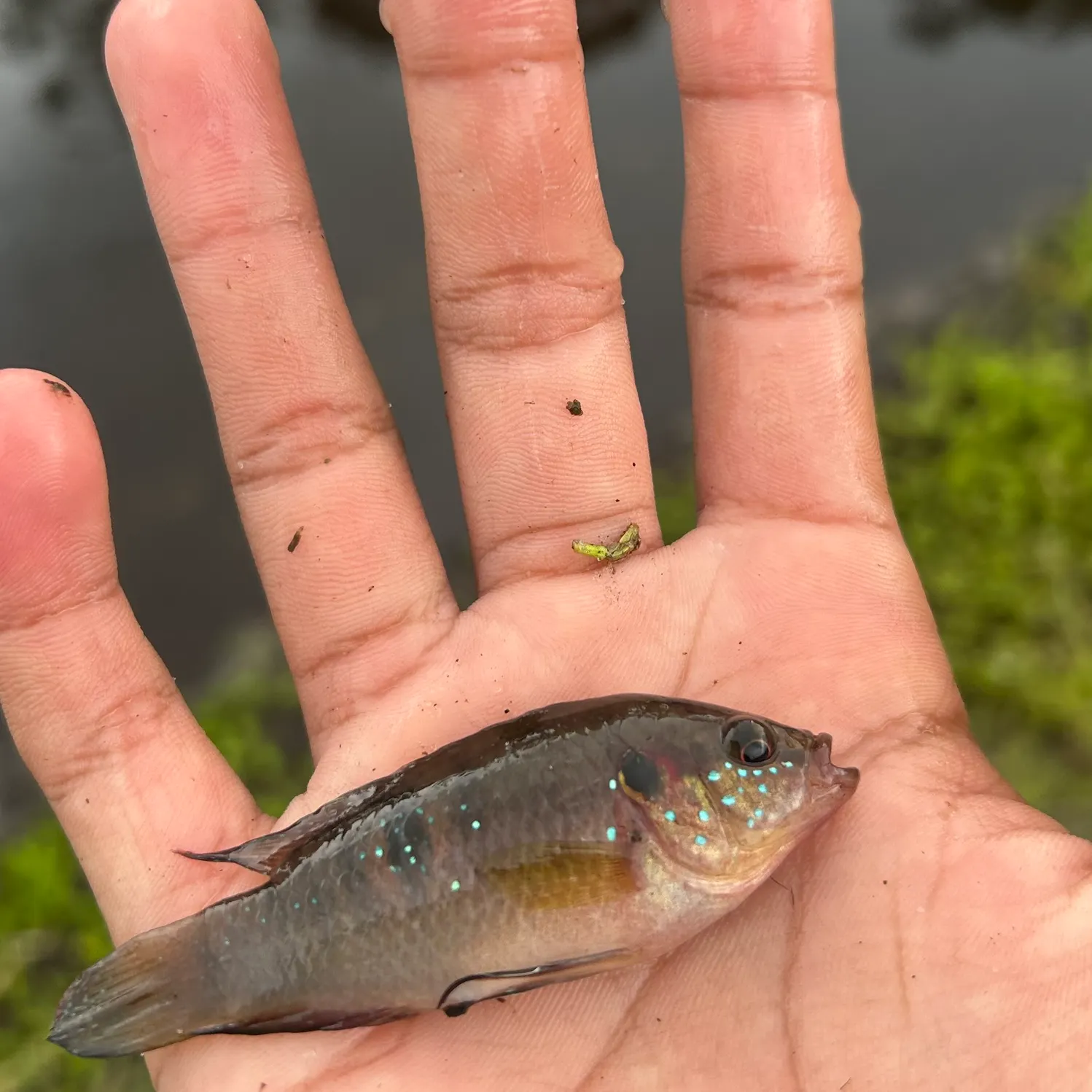 The most recent African Jewelfish catches on Fishbrain
