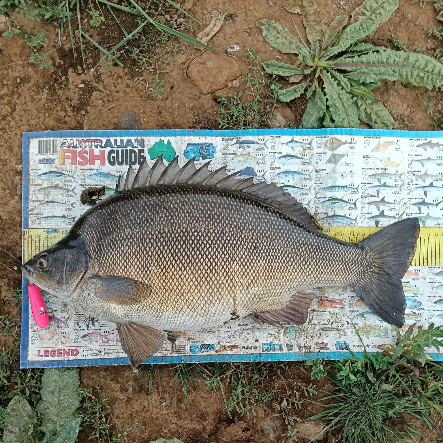 The most recent Bidyan perch catches on Fishbrain