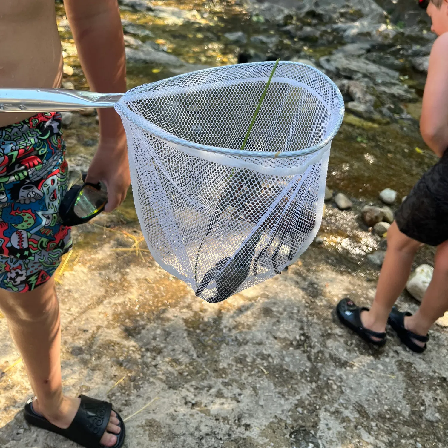 The most recent Caribbean spiny lobster catches on Fishbrain