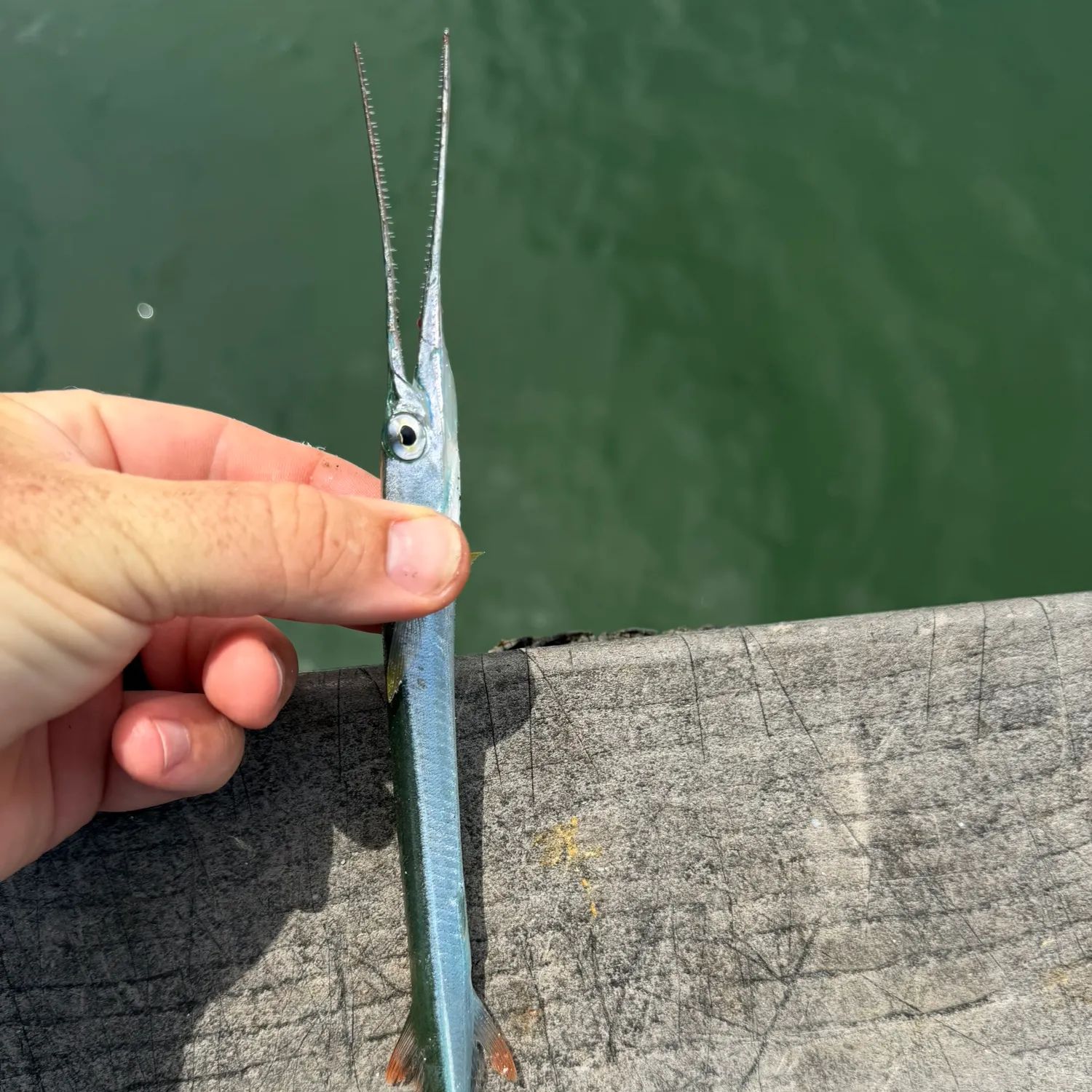 The most recent Redfin needlefish catches on Fishbrain