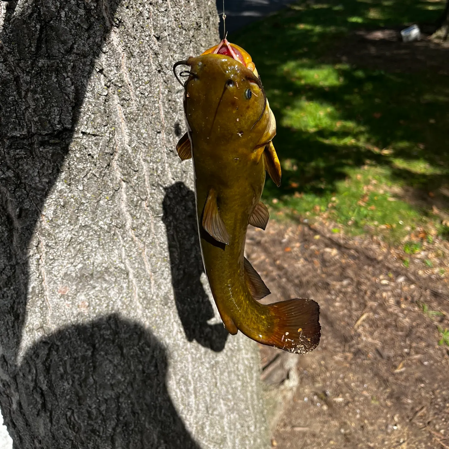 Yellow bullhead caught on Fishbrain