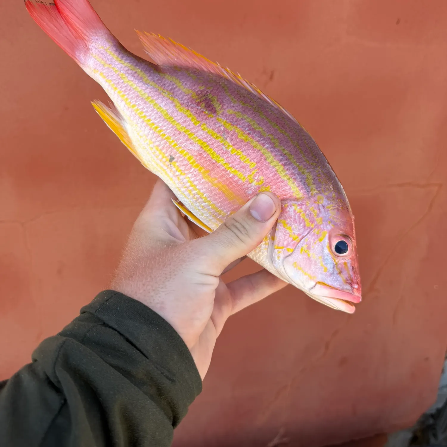 The most recent Lane snapper catches on Fishbrain