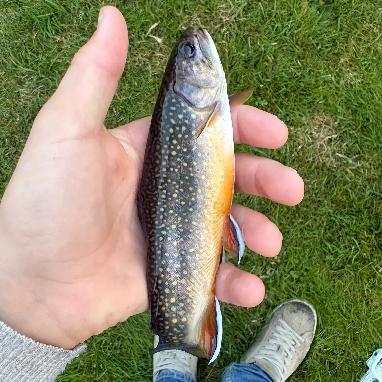 The most recent Brook trout catches on Fishbrain