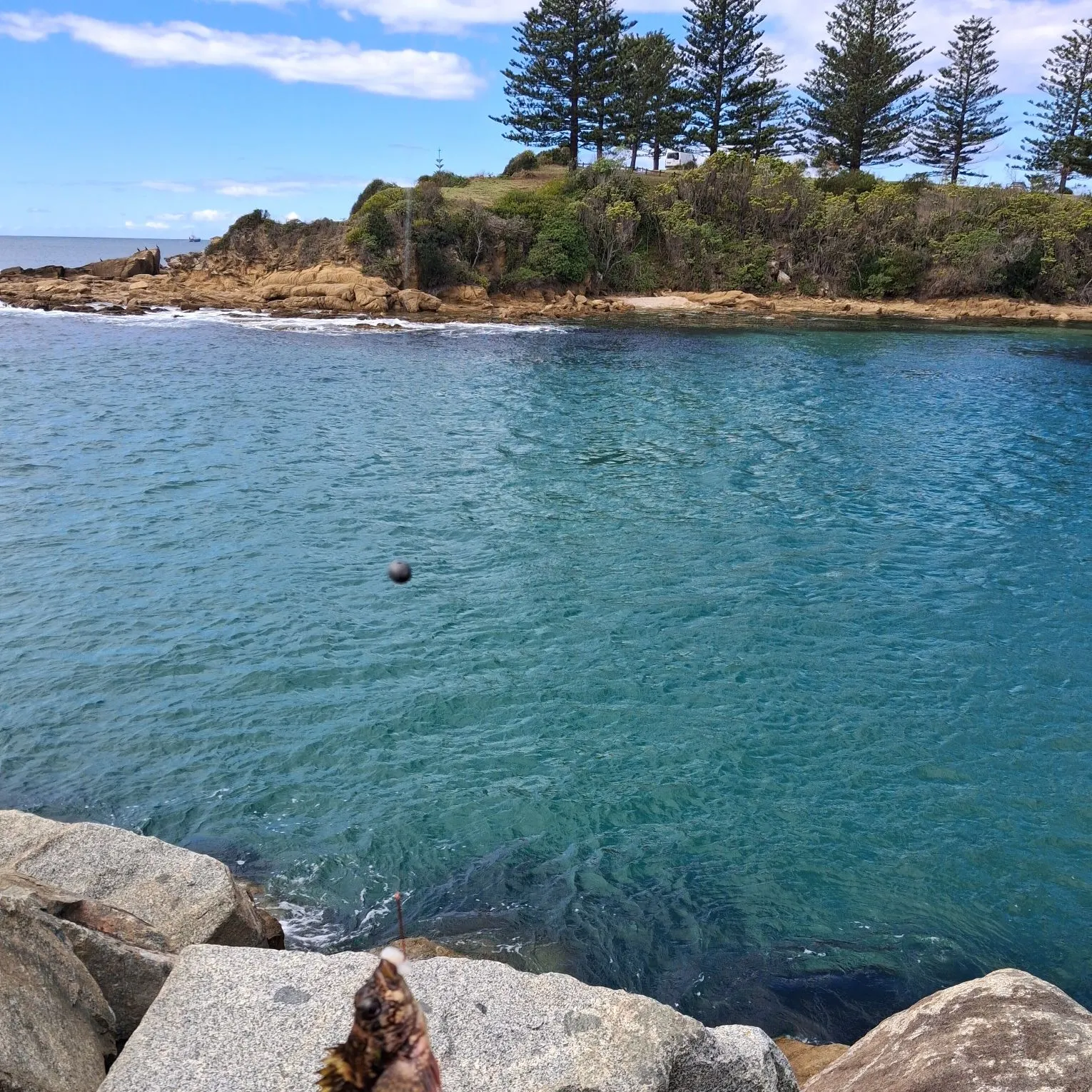 The most recent Eastern kelpfish catches on Fishbrain
