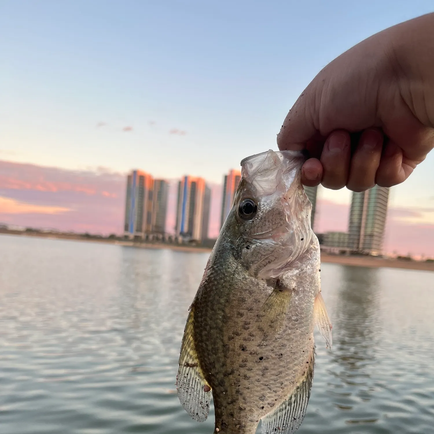 Black crappie caught on Fishbrain