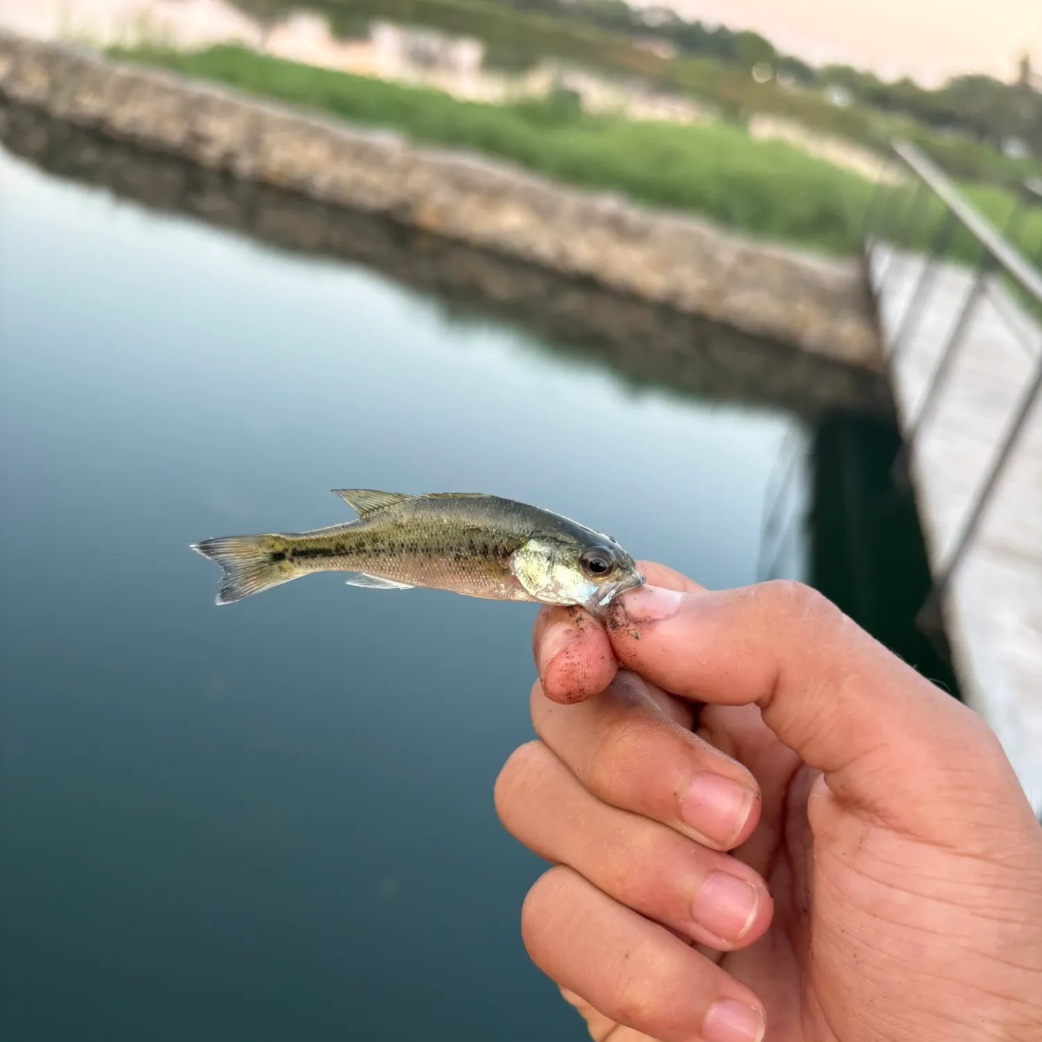 Rainbow trout caught on Fishbrain