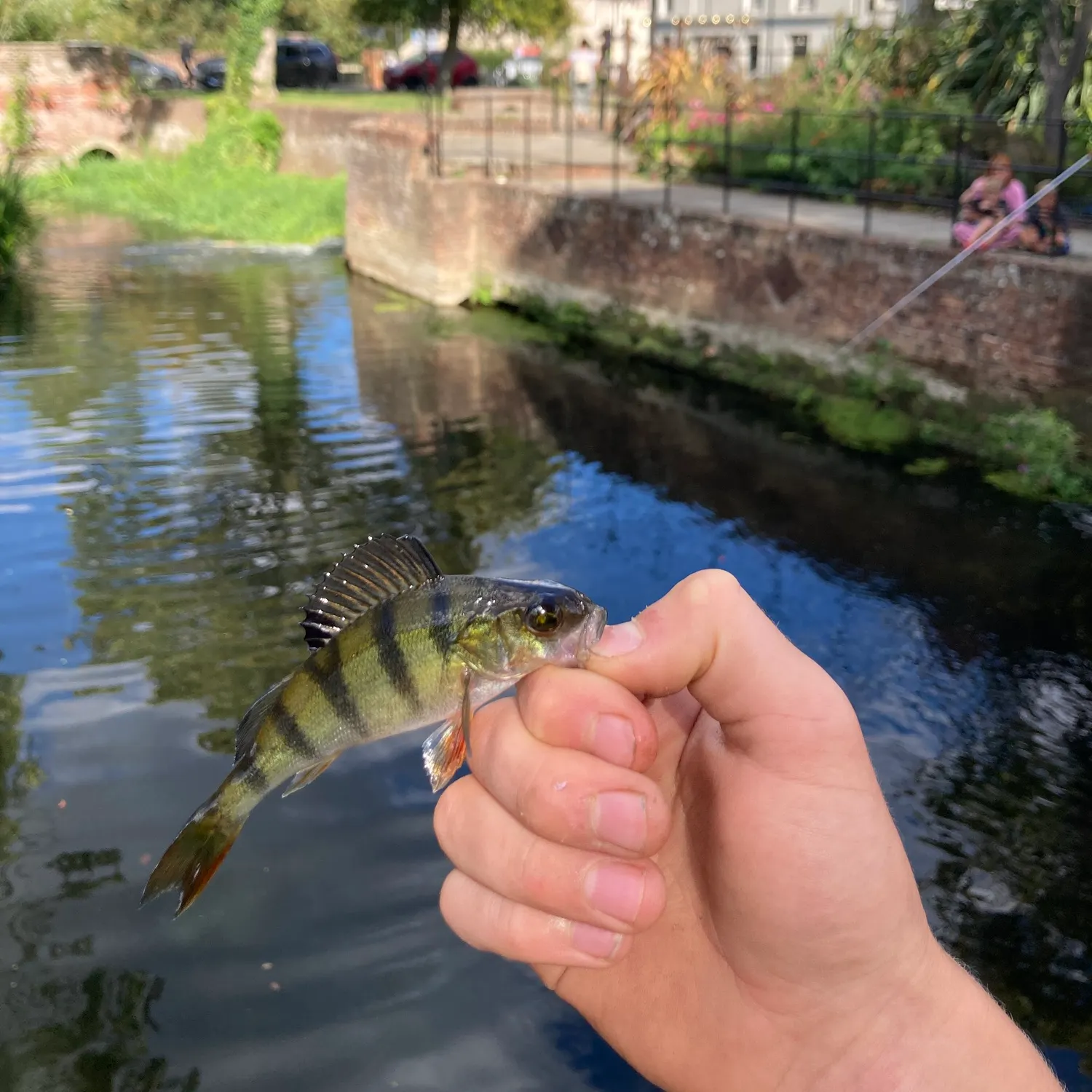 European perch caught on Fishbrain