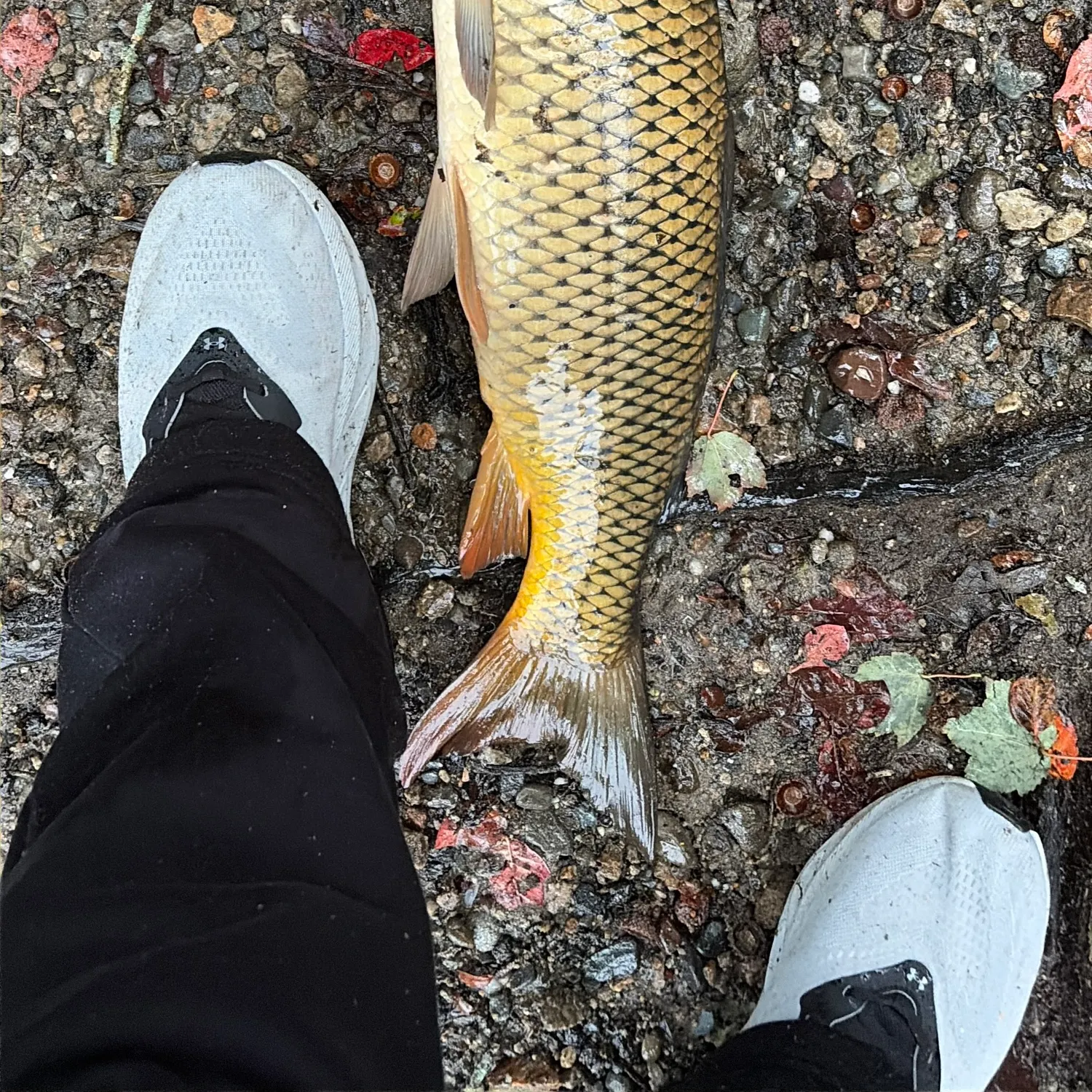 Common carp caught on Fishbrain
