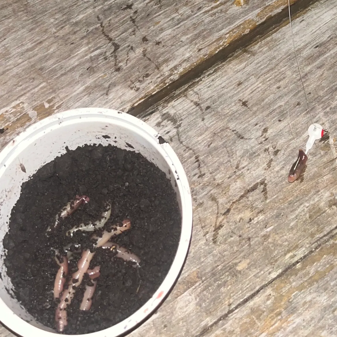 The most recent Signal crayfish catches on Fishbrain