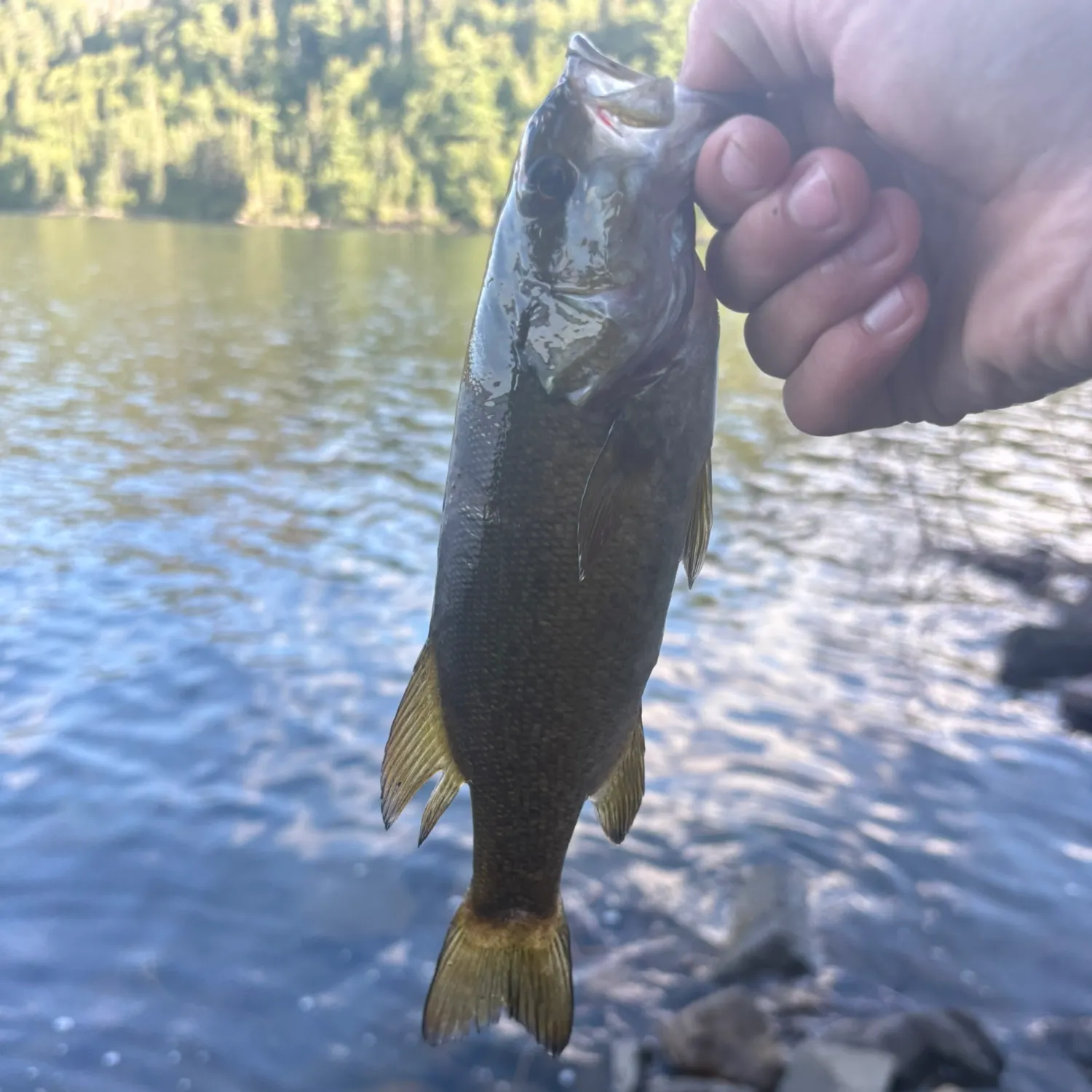Smallmouth bass caught on Fishbrain