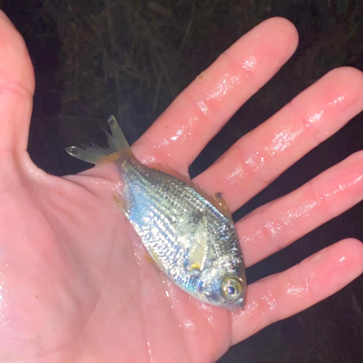 The most recent Common silver belly catches on Fishbrain