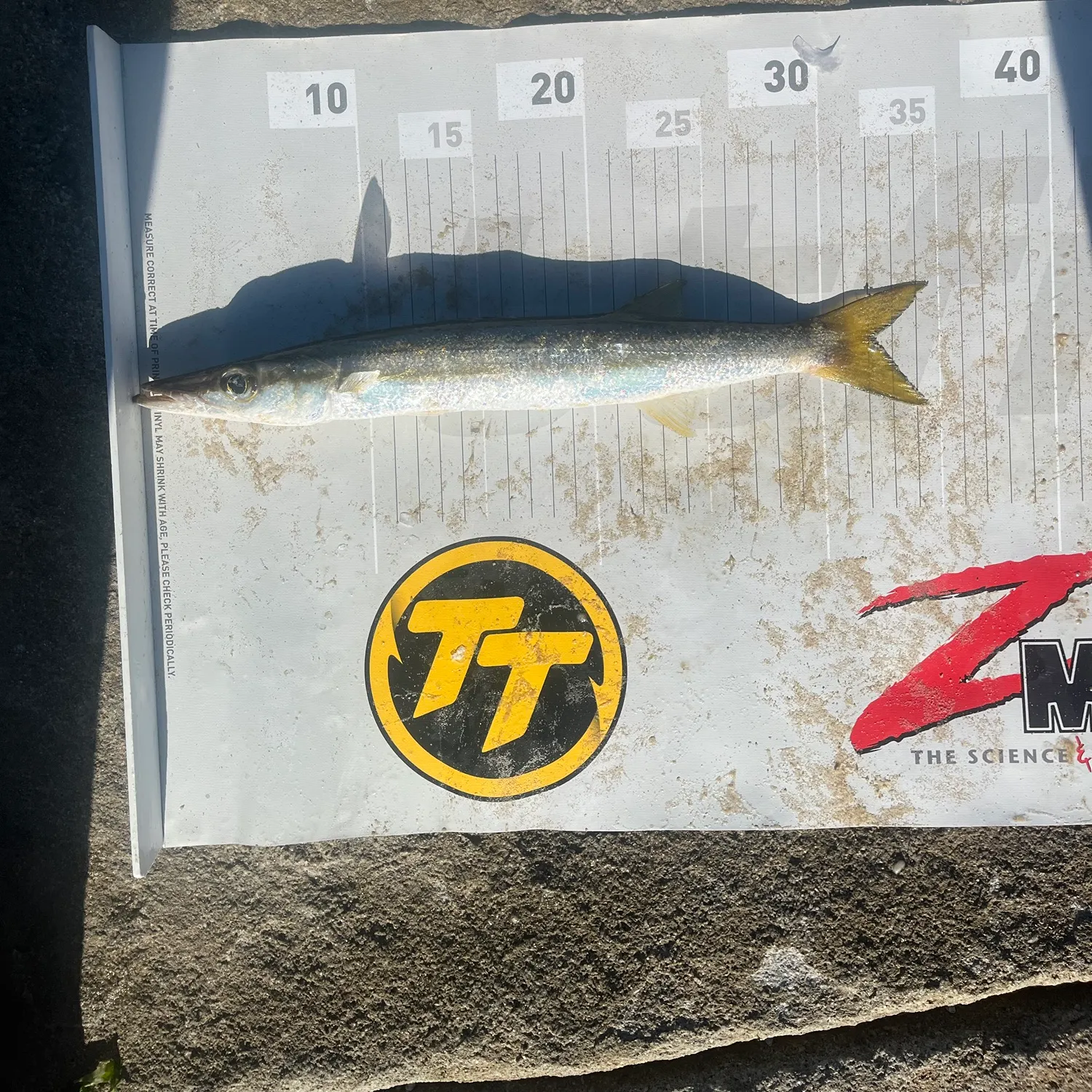 The most recent Longfin pike catches on Fishbrain