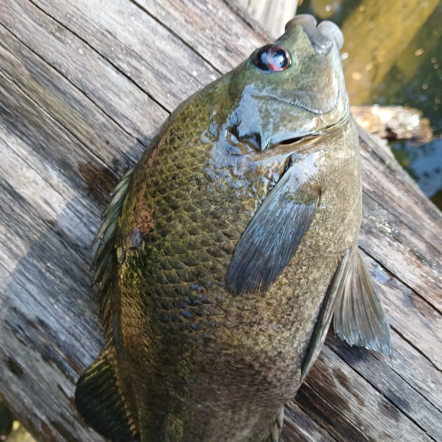 The most recent Sooty grunter catches on Fishbrain