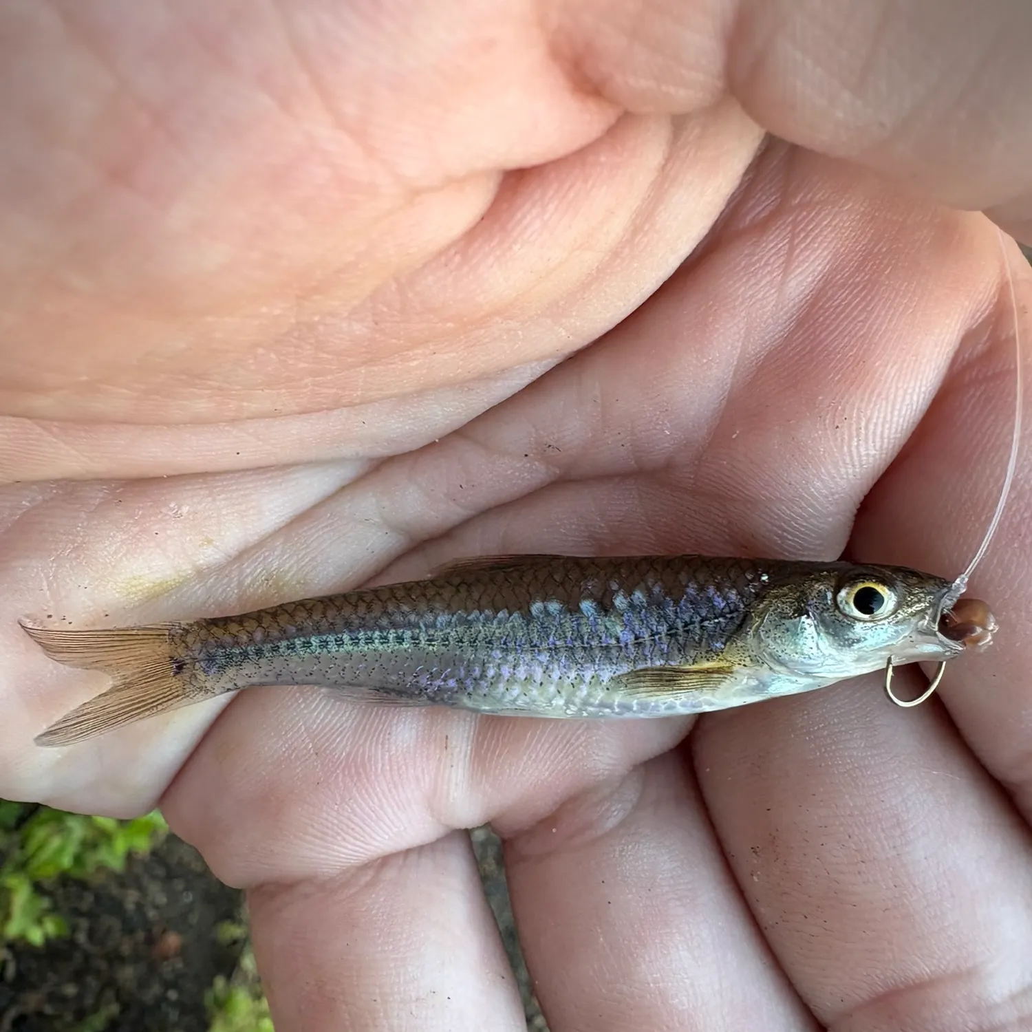 The most recent Mimic x channel shiner catches on Fishbrain