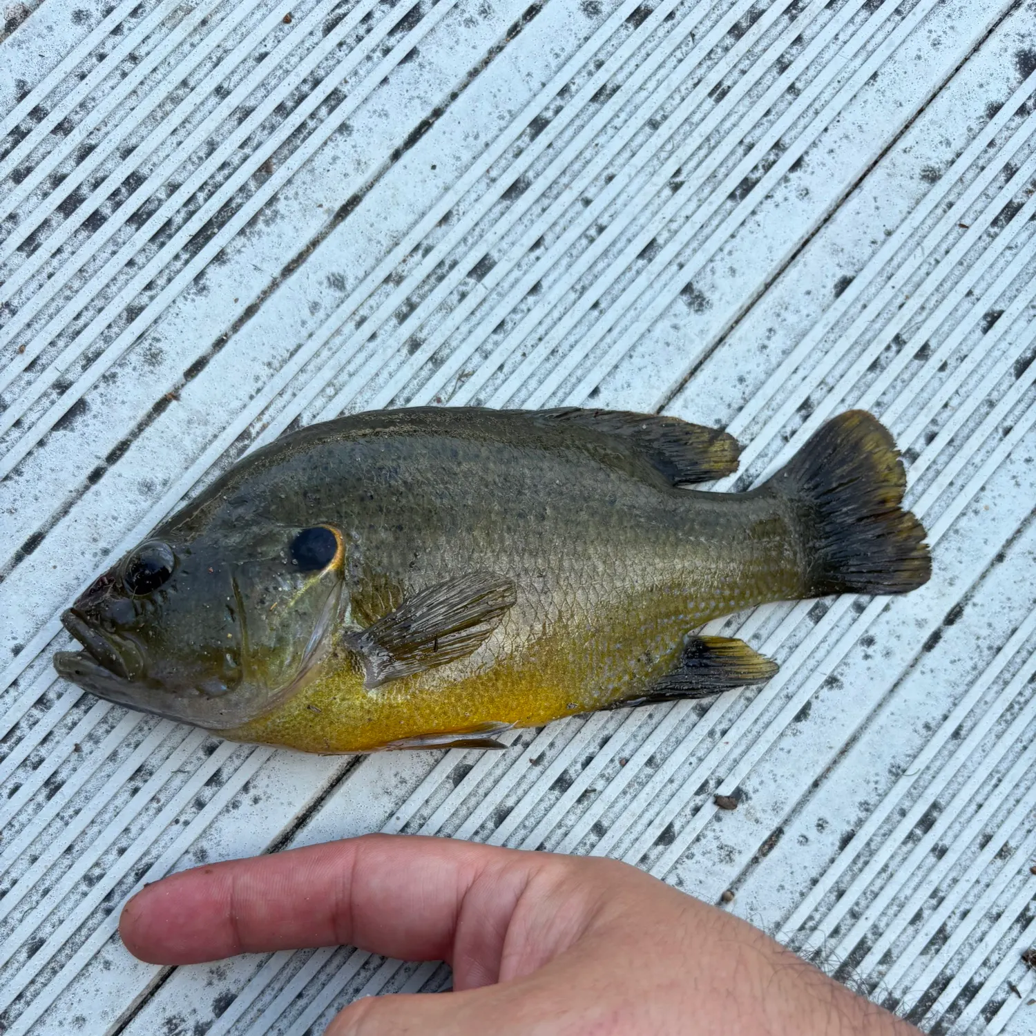 Bluegill caught on Fishbrain