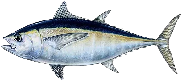 Blackfin tuna