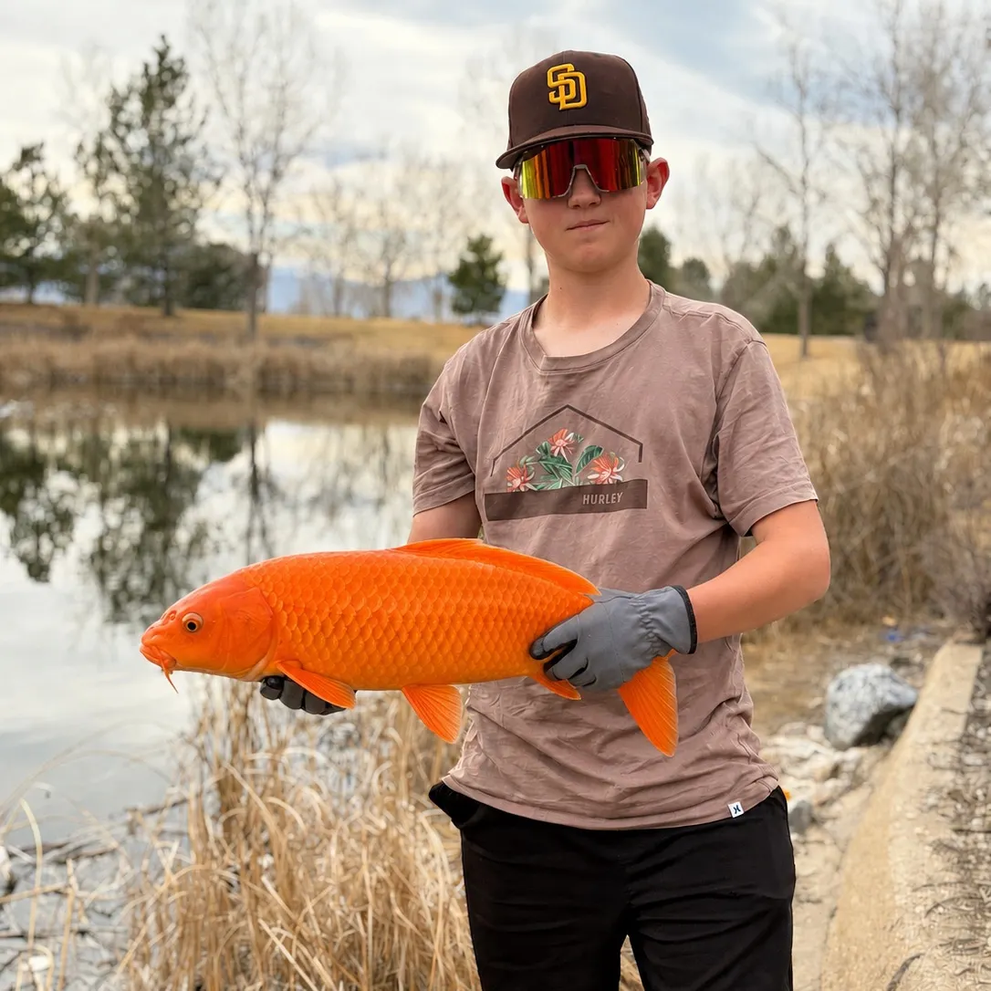 Koi carp caught on Fishbrain