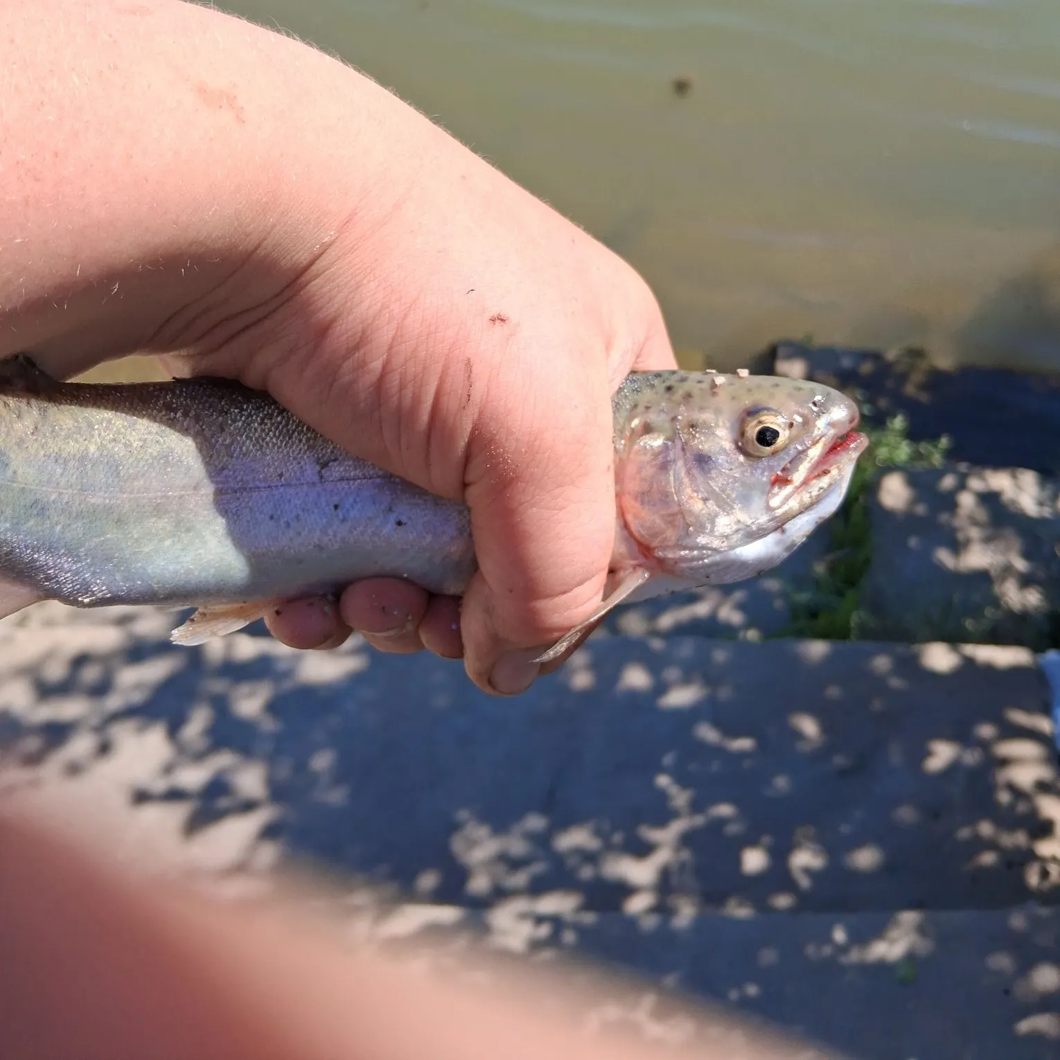 Rainbow trout caught on Fishbrain