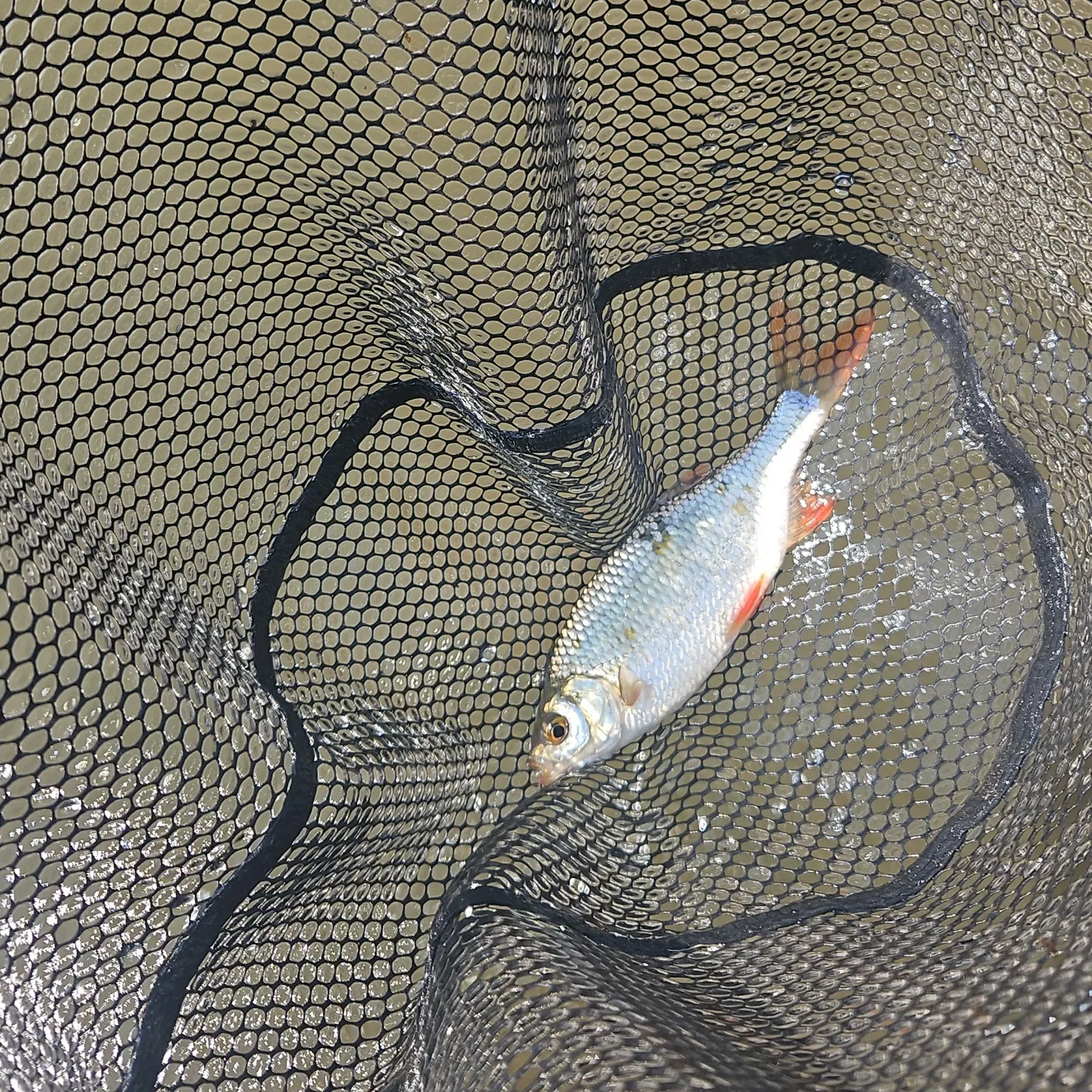 The most popular recent Cactus roach catch on Fishbrain