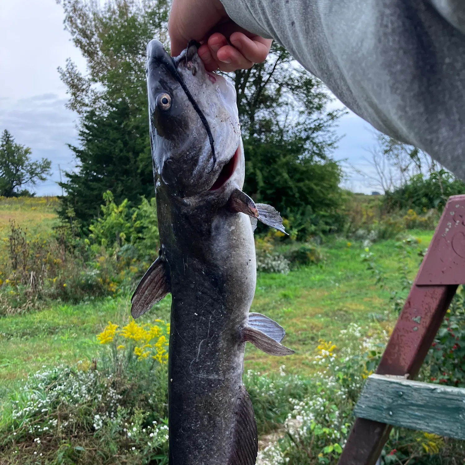 Channel catfish caught on Fishbrain