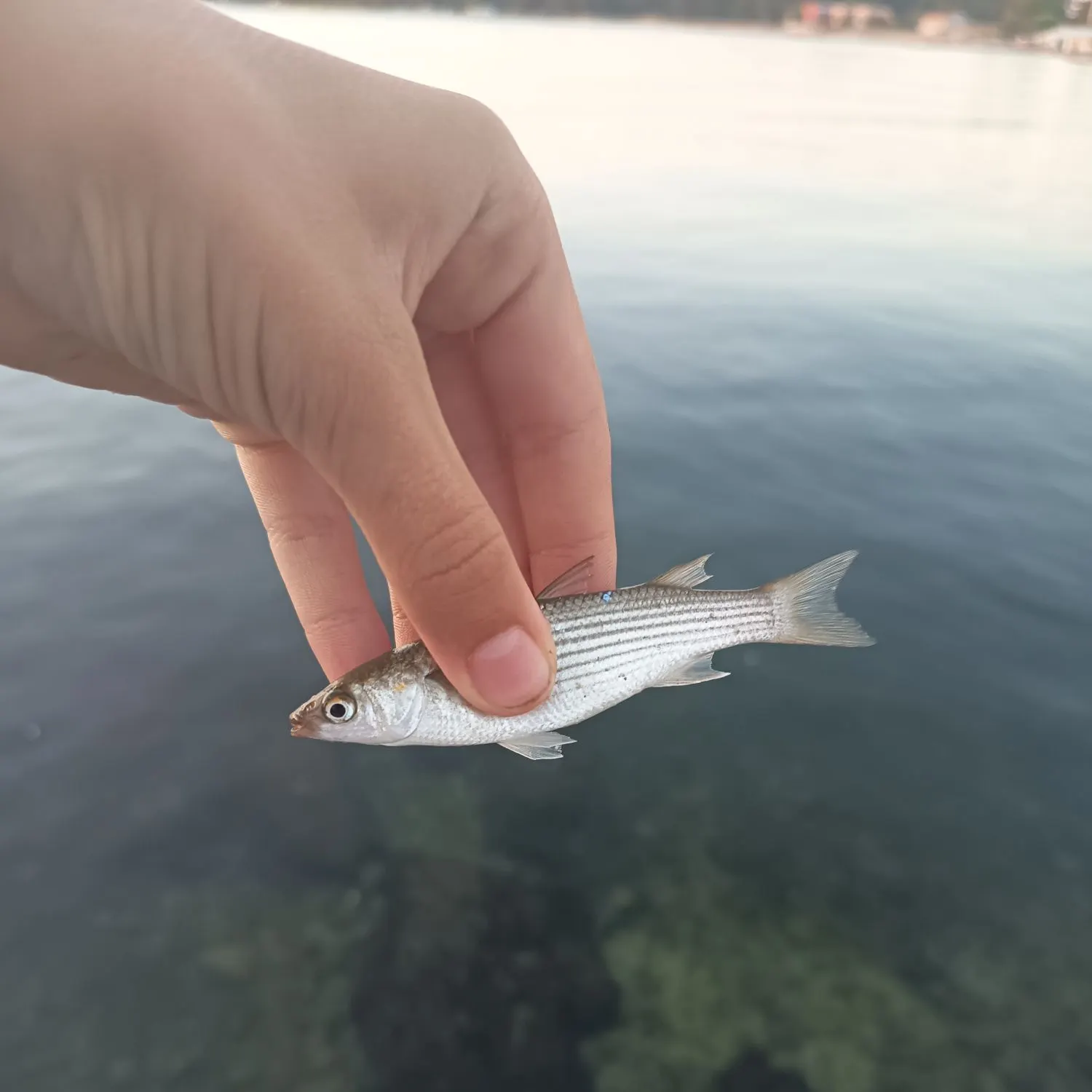 The most recent Thinlip grey mullet catches on Fishbrain