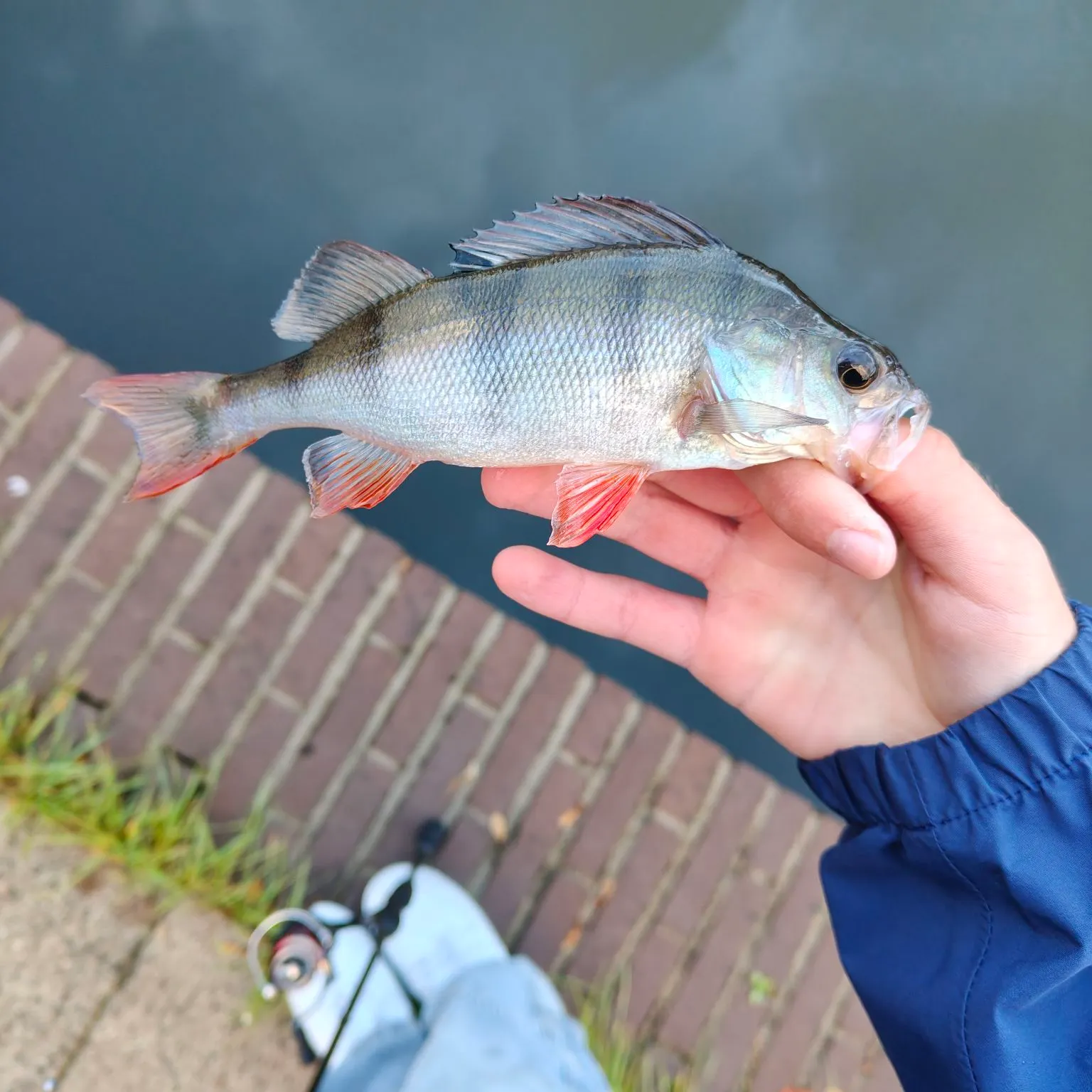 European perch caught on Fishbrain