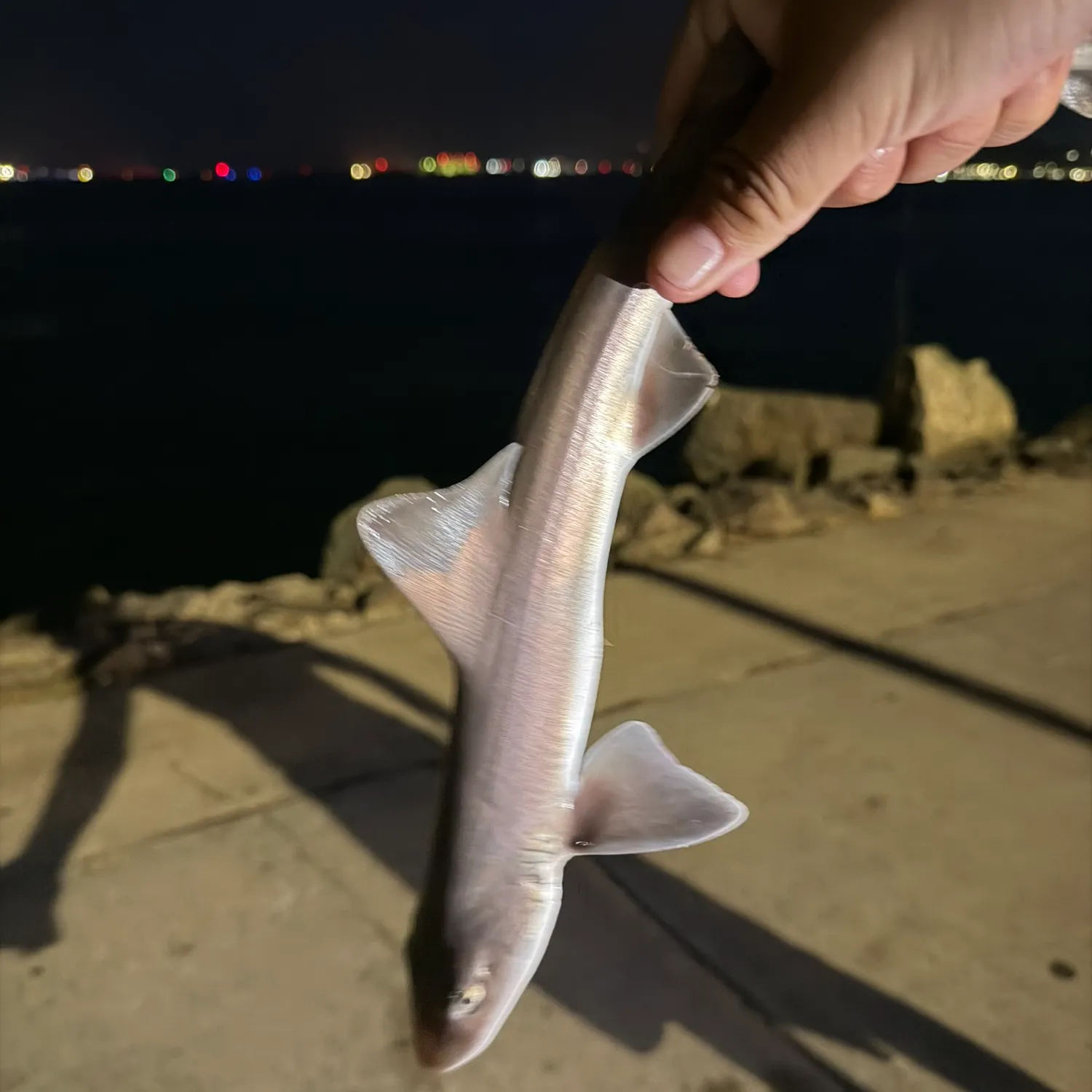 Grey smooth-hound caught on Fishbrain