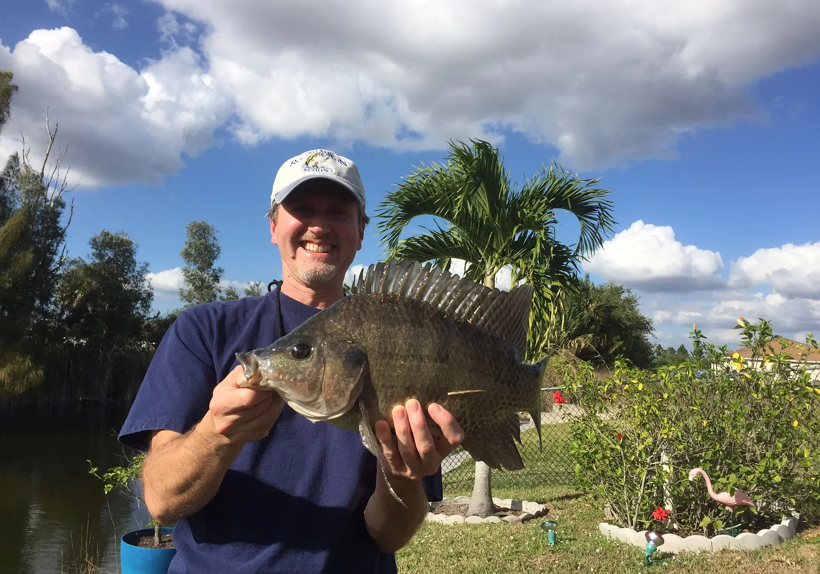 Nile tilapia