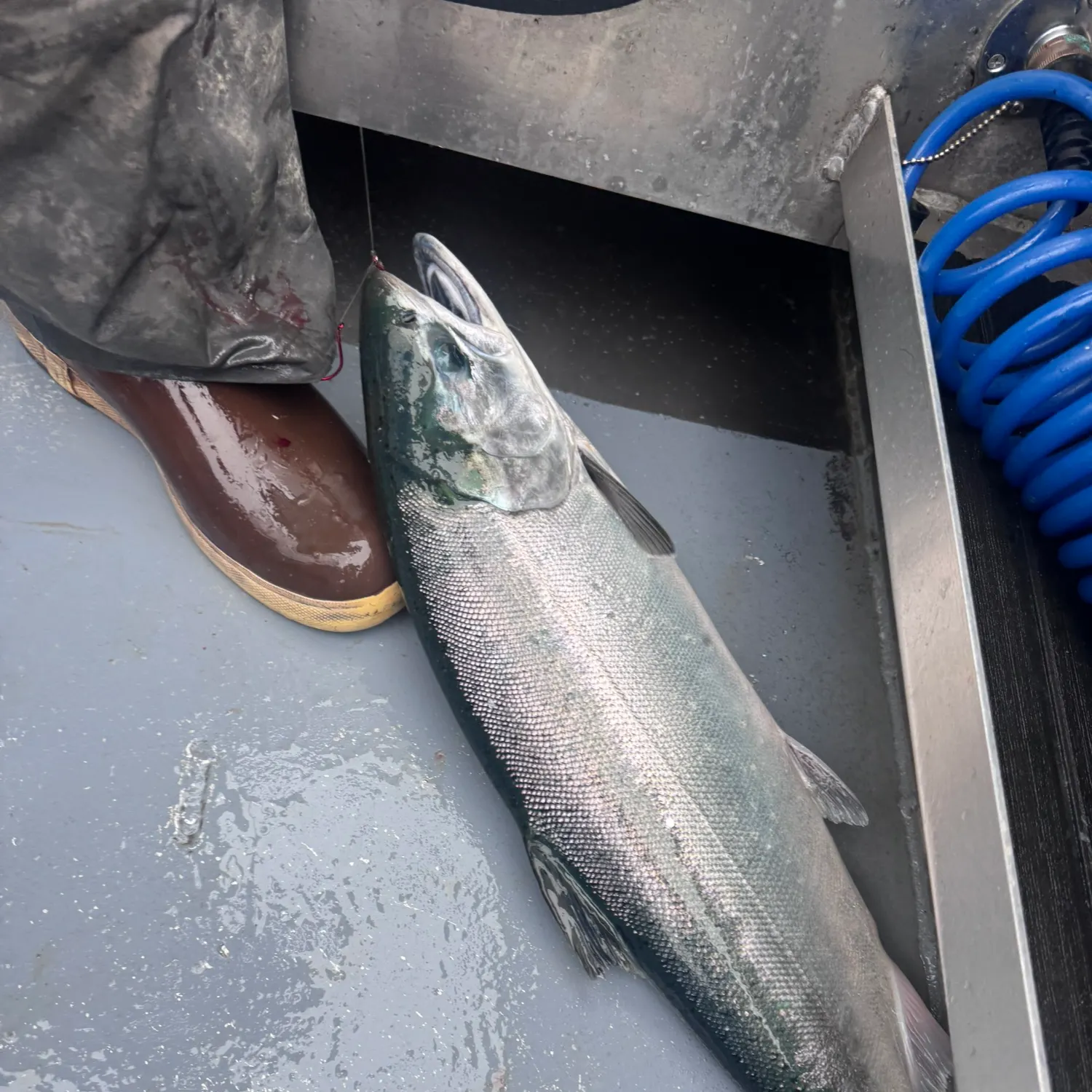Coho salmon caught on Fishbrain