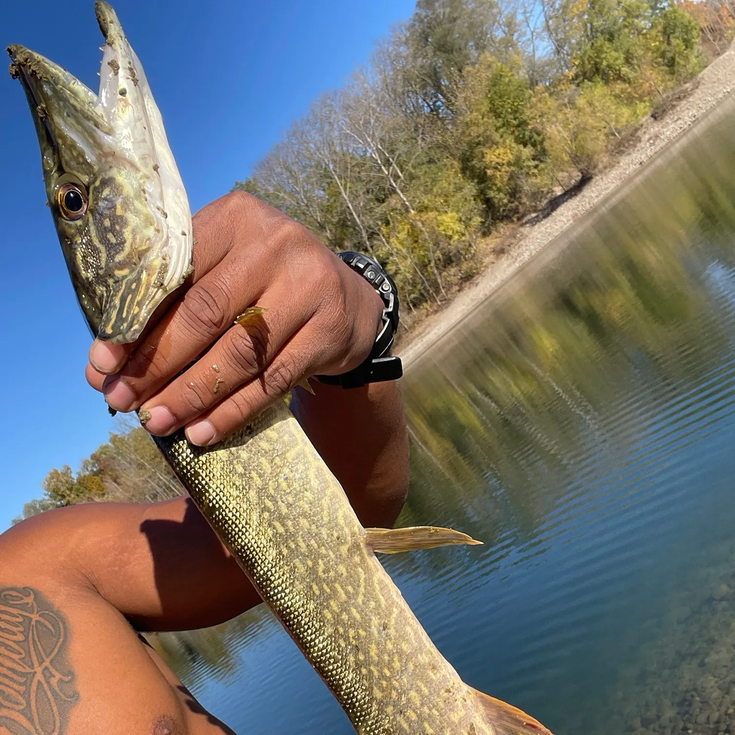 Northern pike caught on Fishbrain