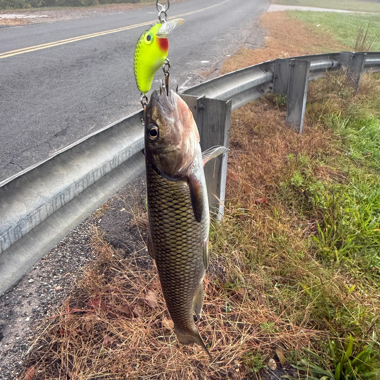 Fallfish caught on Fishbrain