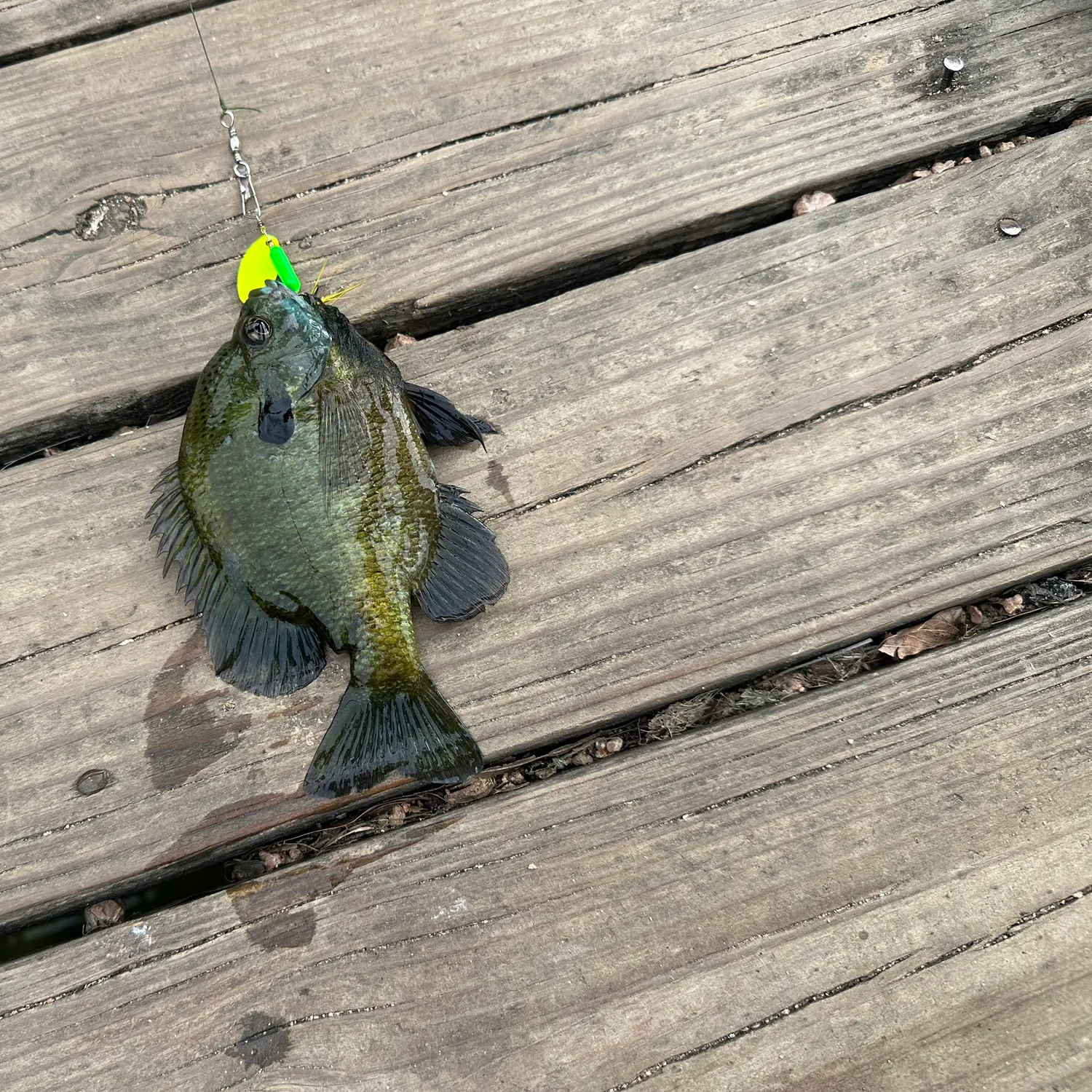 recently logged catches