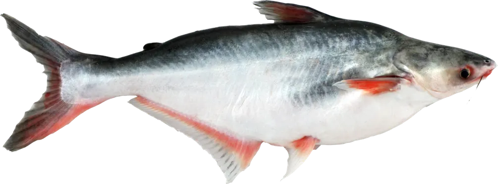 Yellowtail catfish