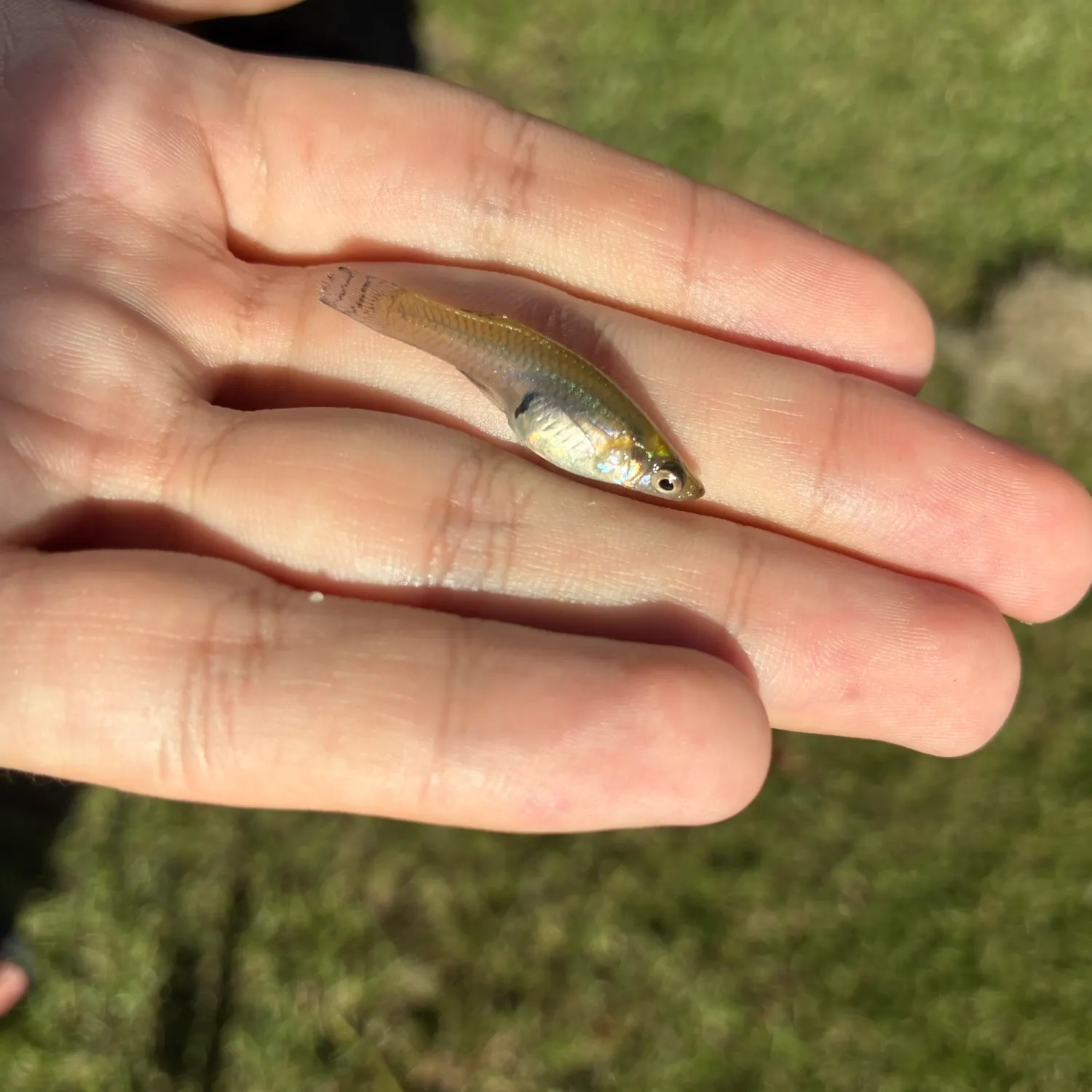 The most recent Eastern mosquitofish catches on Fishbrain