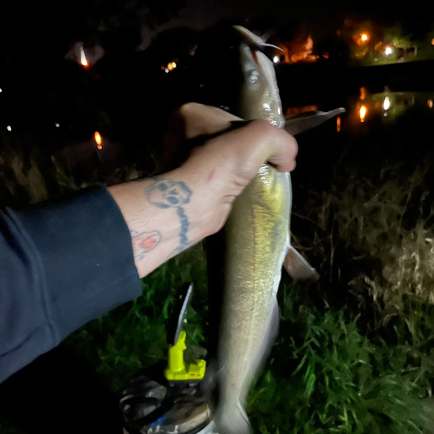 Channel catfish caught on Fishbrain