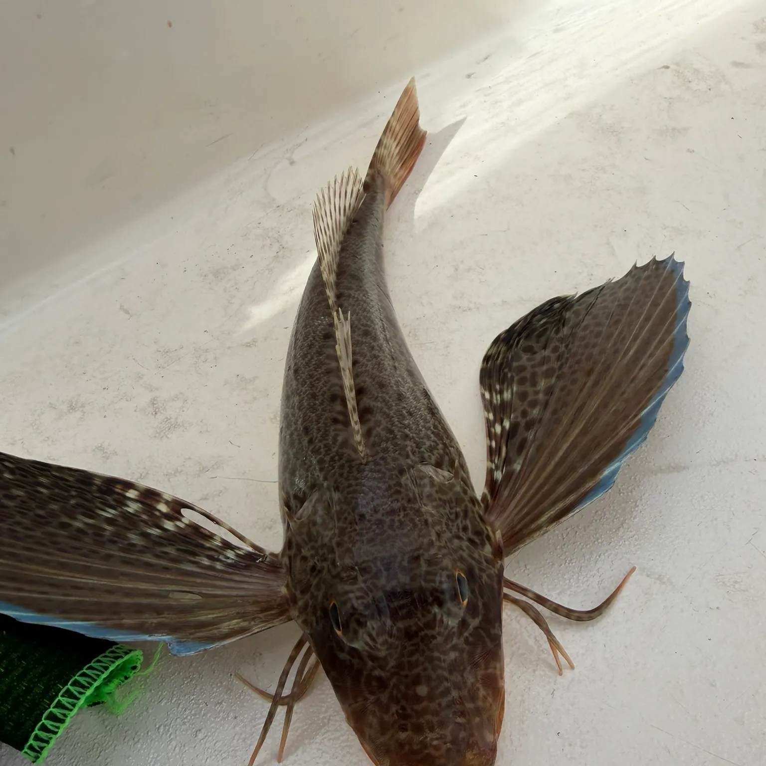 recently logged catches