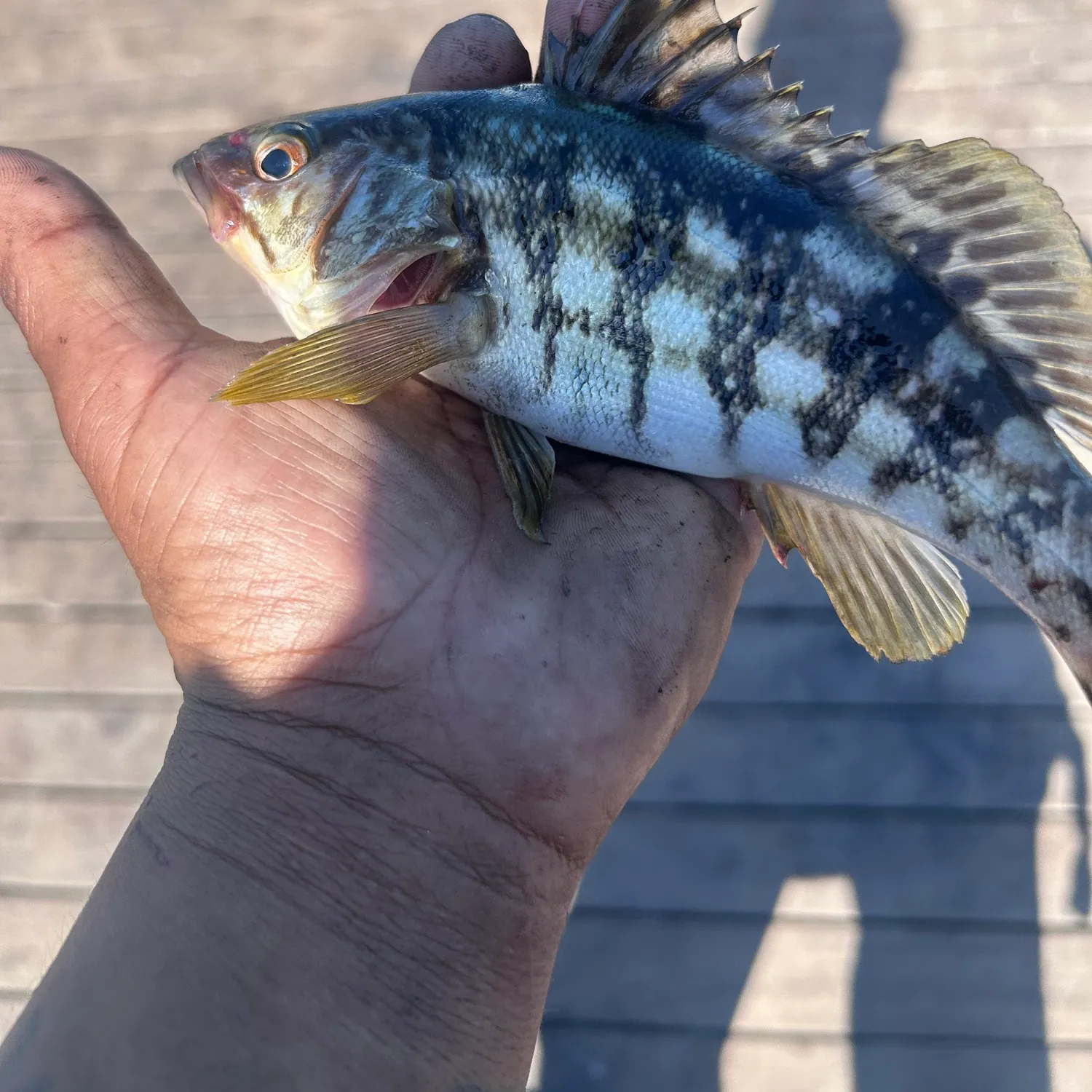 catch