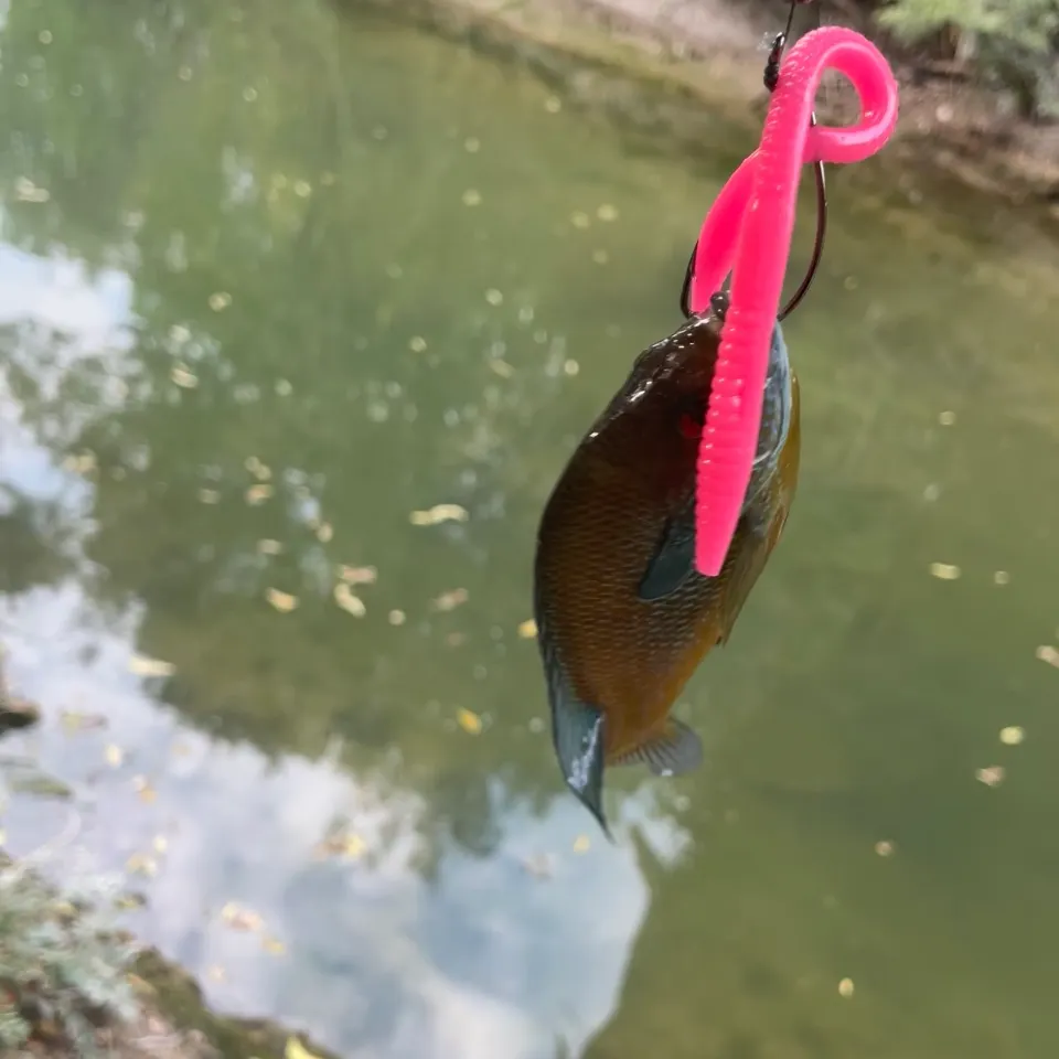 Bluegill caught on Fishbrain