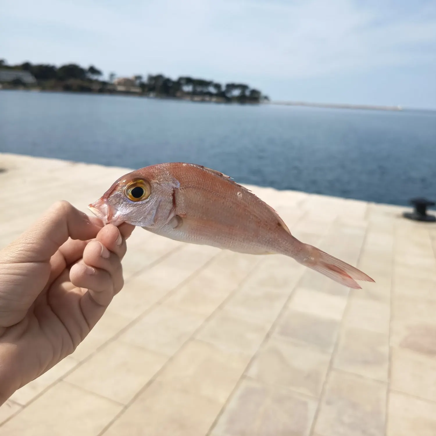 The most recent Common pandora catches on Fishbrain