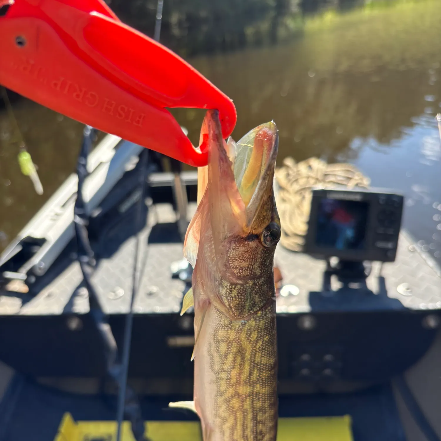 Chain pickerel caught on Fishbrain