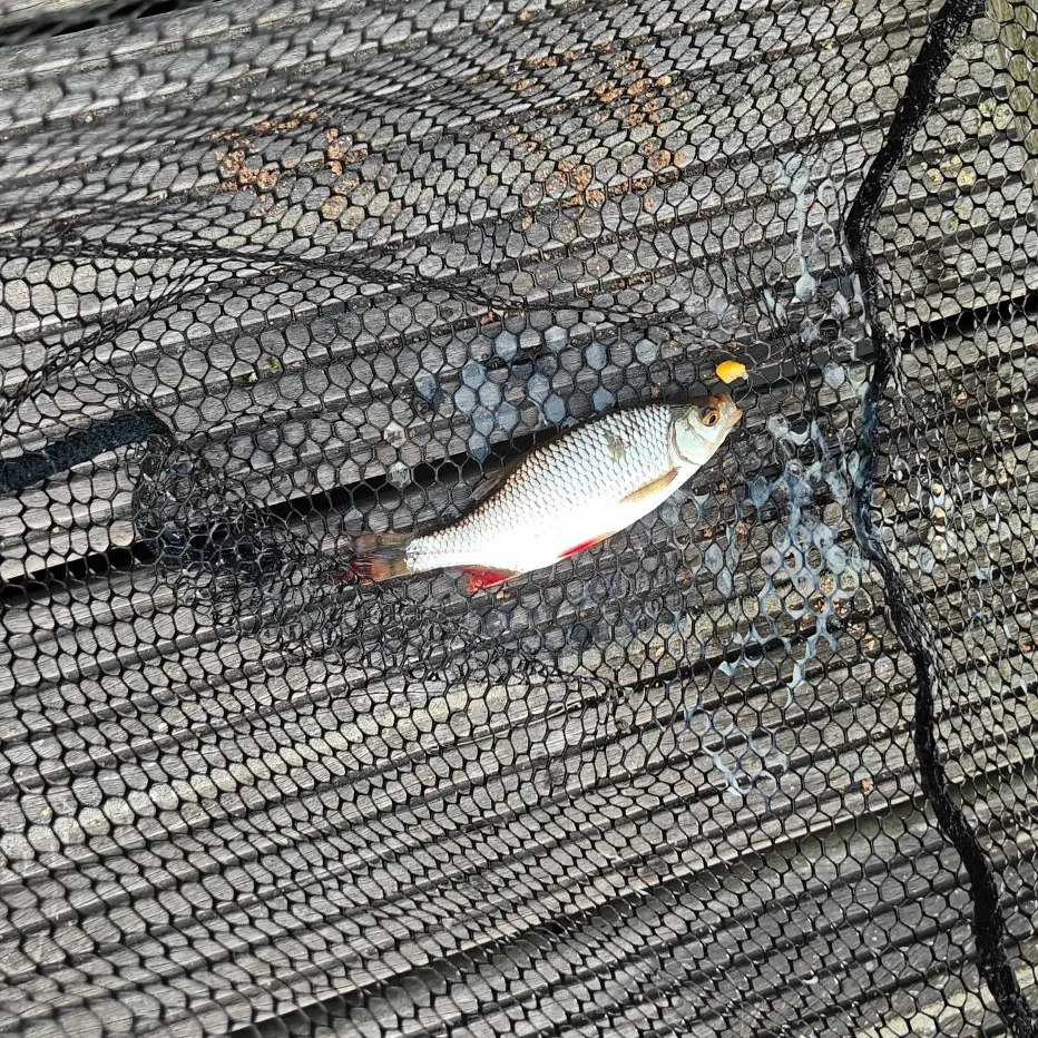 Common rudd caught on Fishbrain