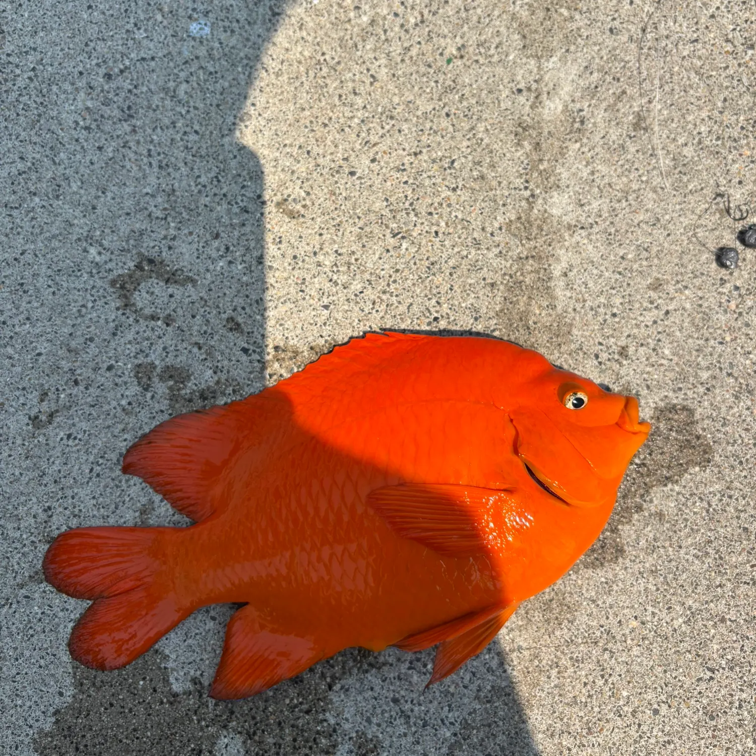 The most recent Garibaldi damselfish catches on Fishbrain