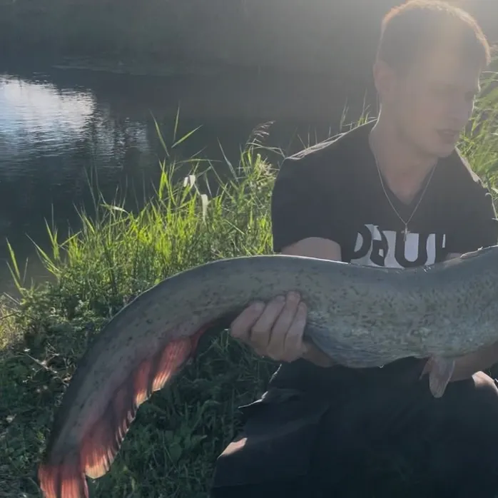 Wels catfish caught on Fishbrain