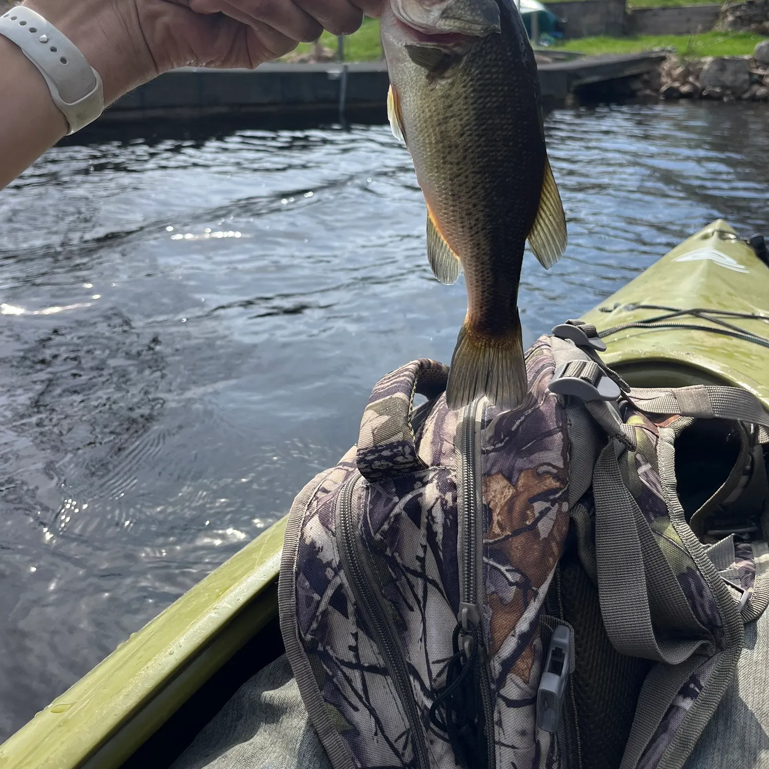 recently logged catches