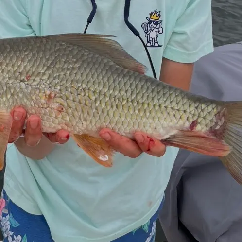 The most recent Silver redhorse catches on Fishbrain