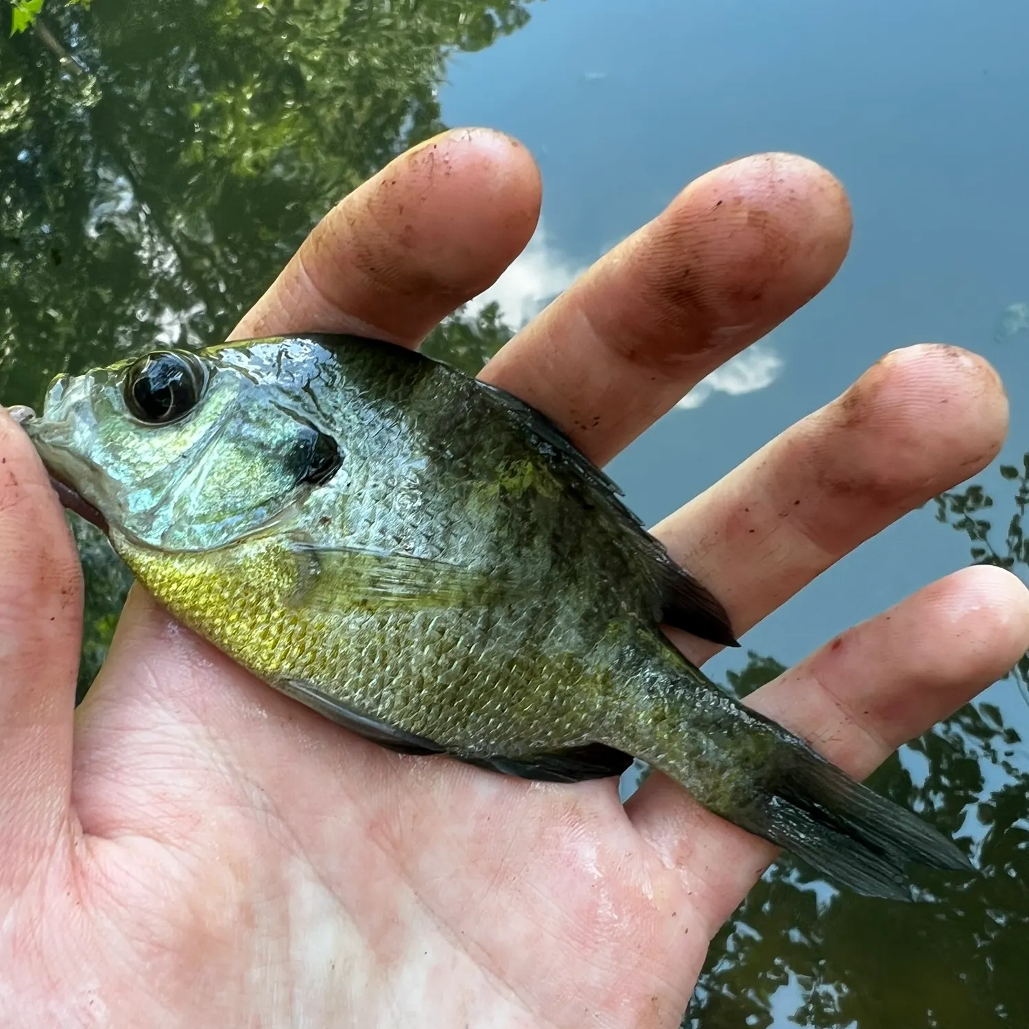 Bluegill caught on Fishbrain