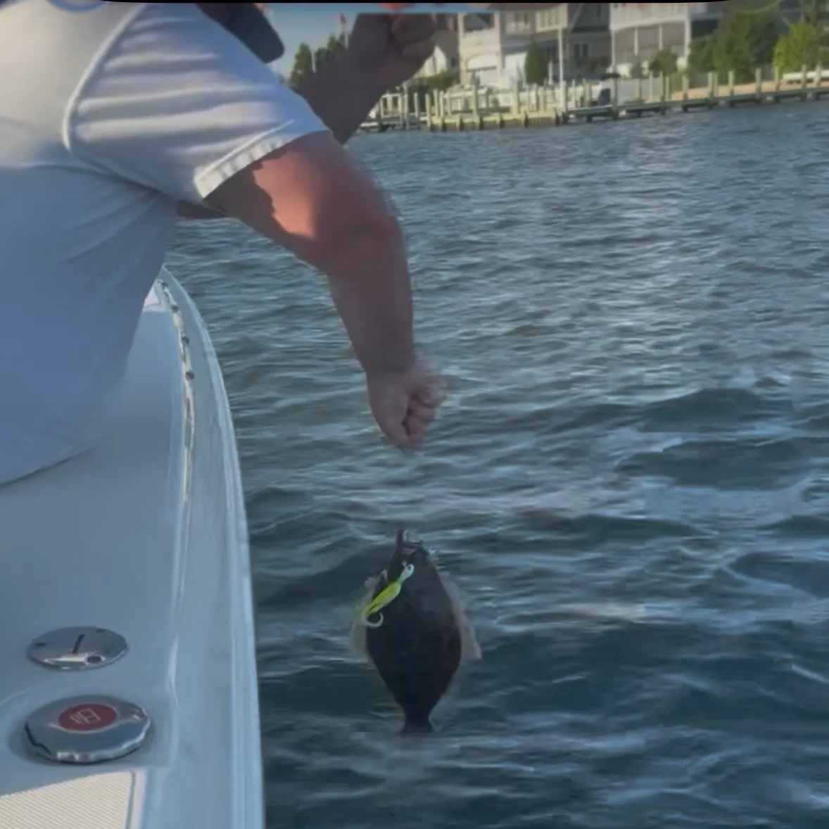 The most recent Summer flounder catches on Fishbrain
