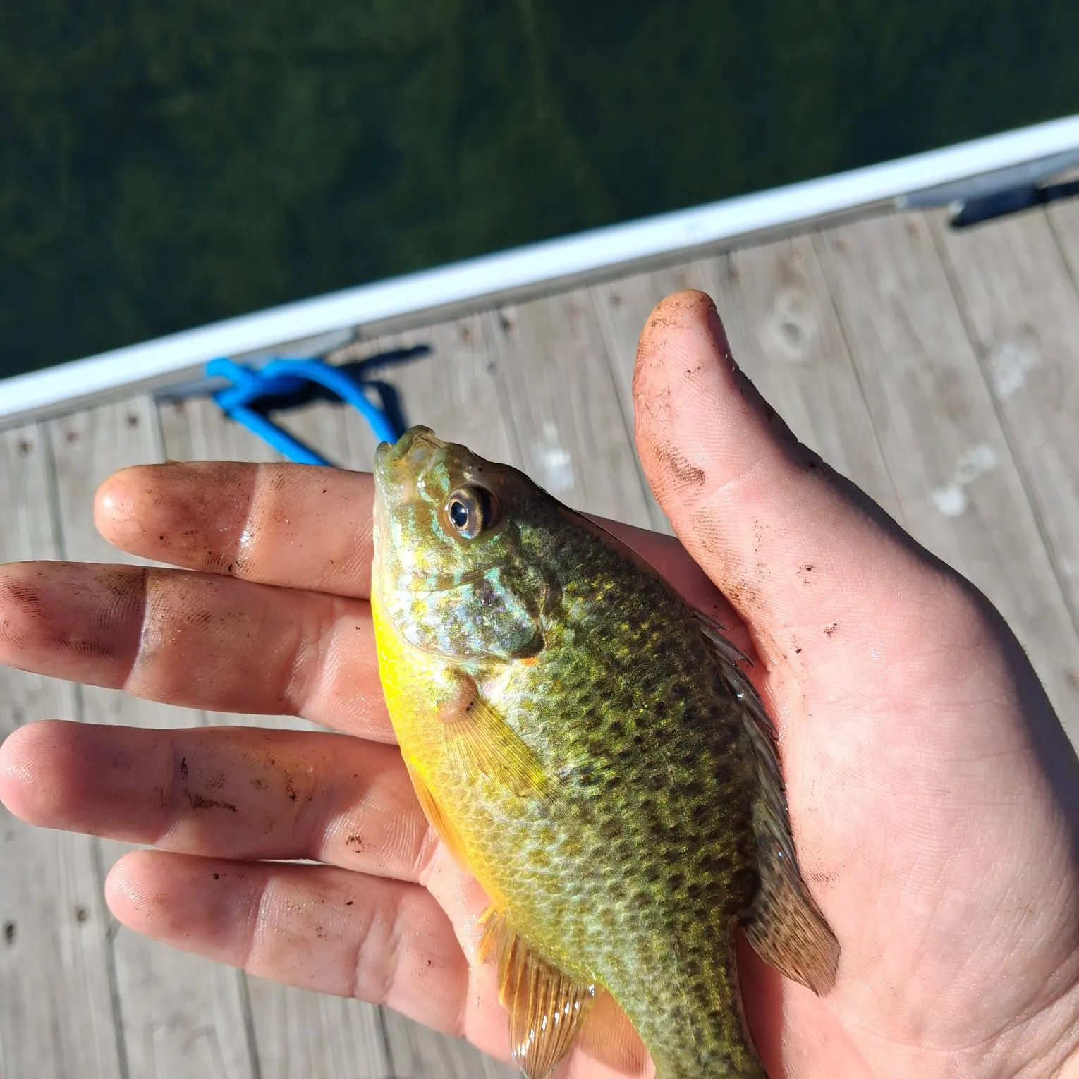 Pumpkinseed caught on Fishbrain
