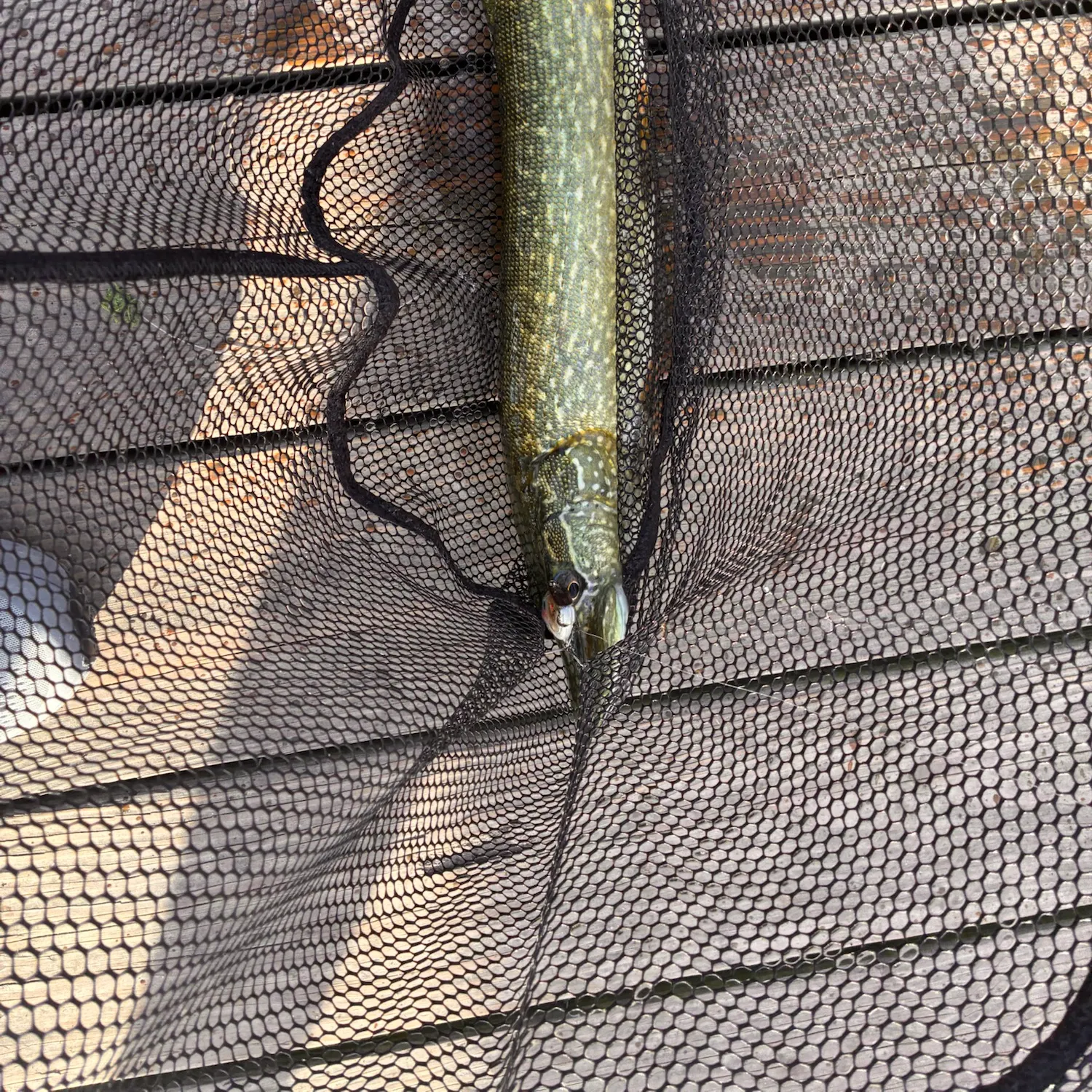 Northern pike caught on Fishbrain