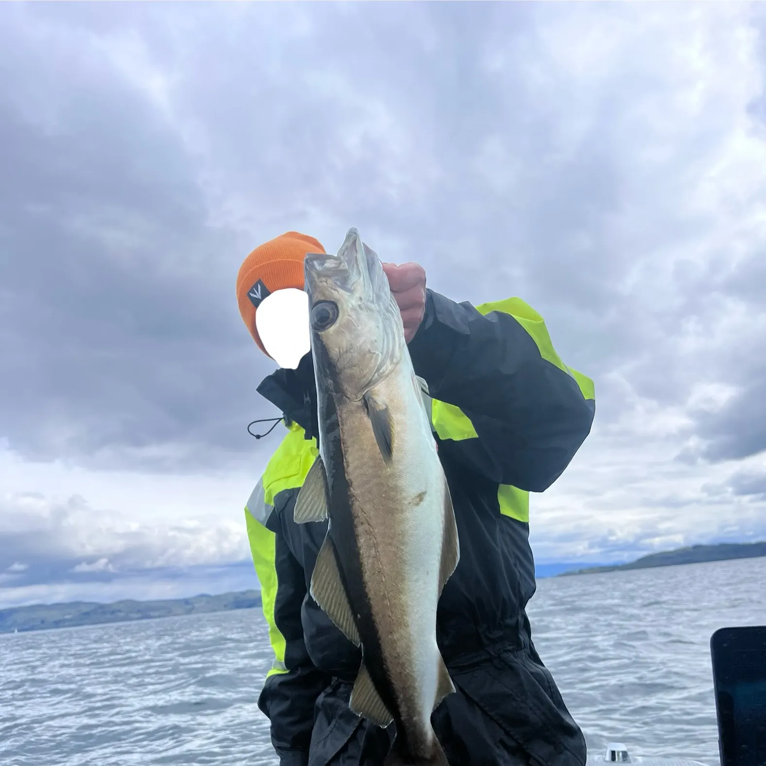 The most recent Pollack catches on Fishbrain